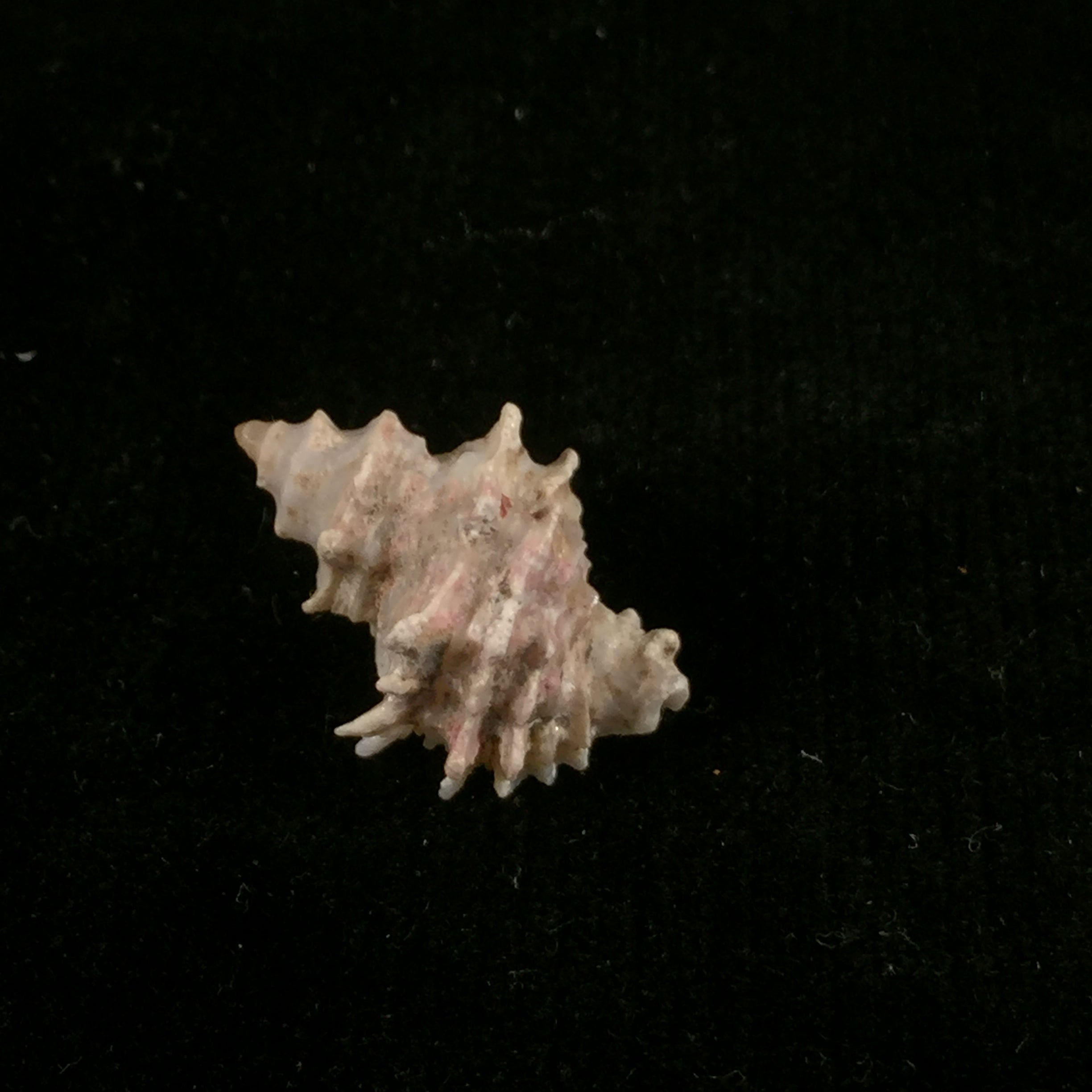Babelomurex bernardi (K. Nicolay, 1984) - 20,9mm
