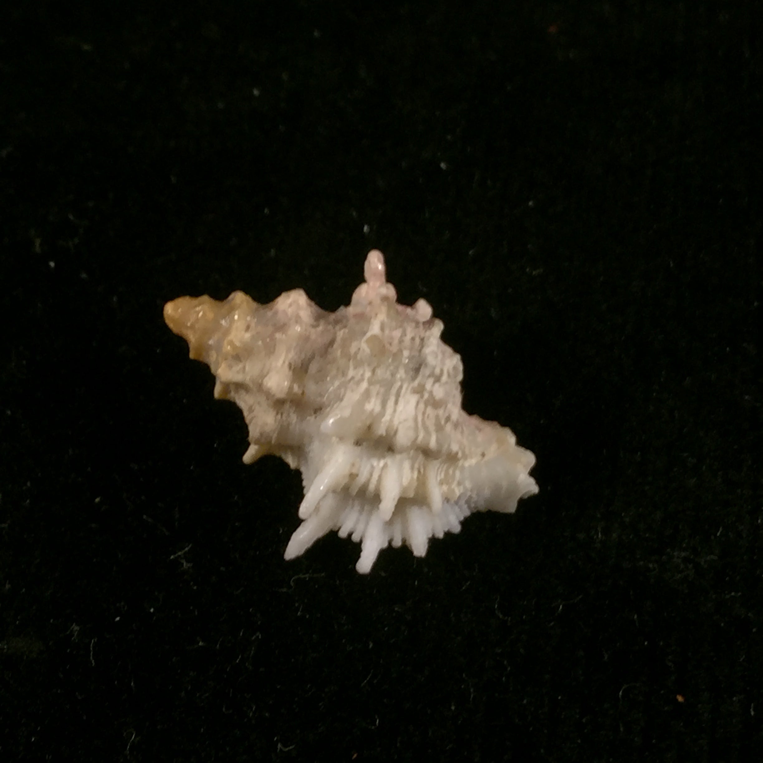 Babelomurex bernardi(K. Nicolay, 1984)- 21,1毫米
