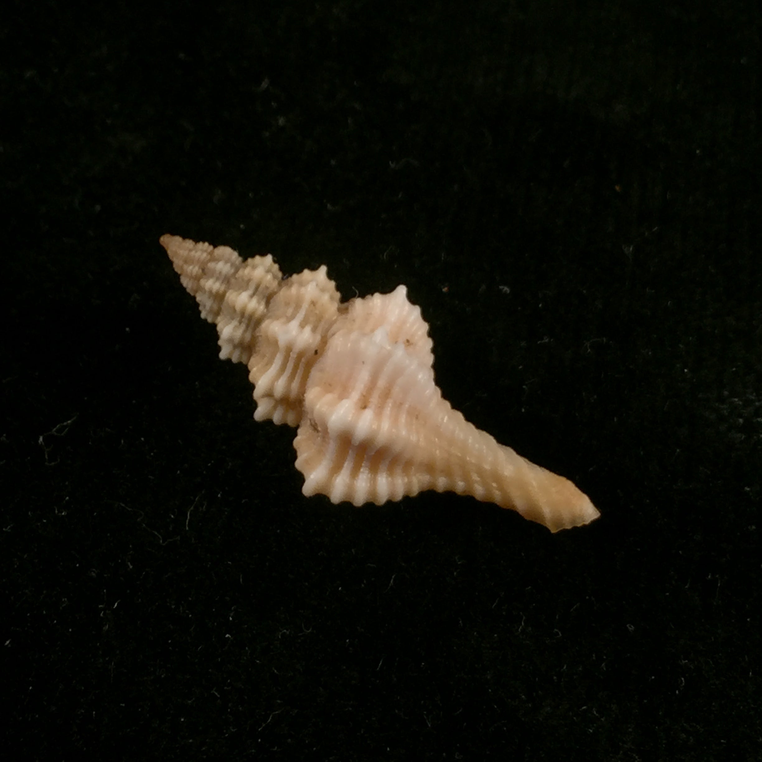 Pseudofusus rostratus (Olivi, 1792) - 28,8mm