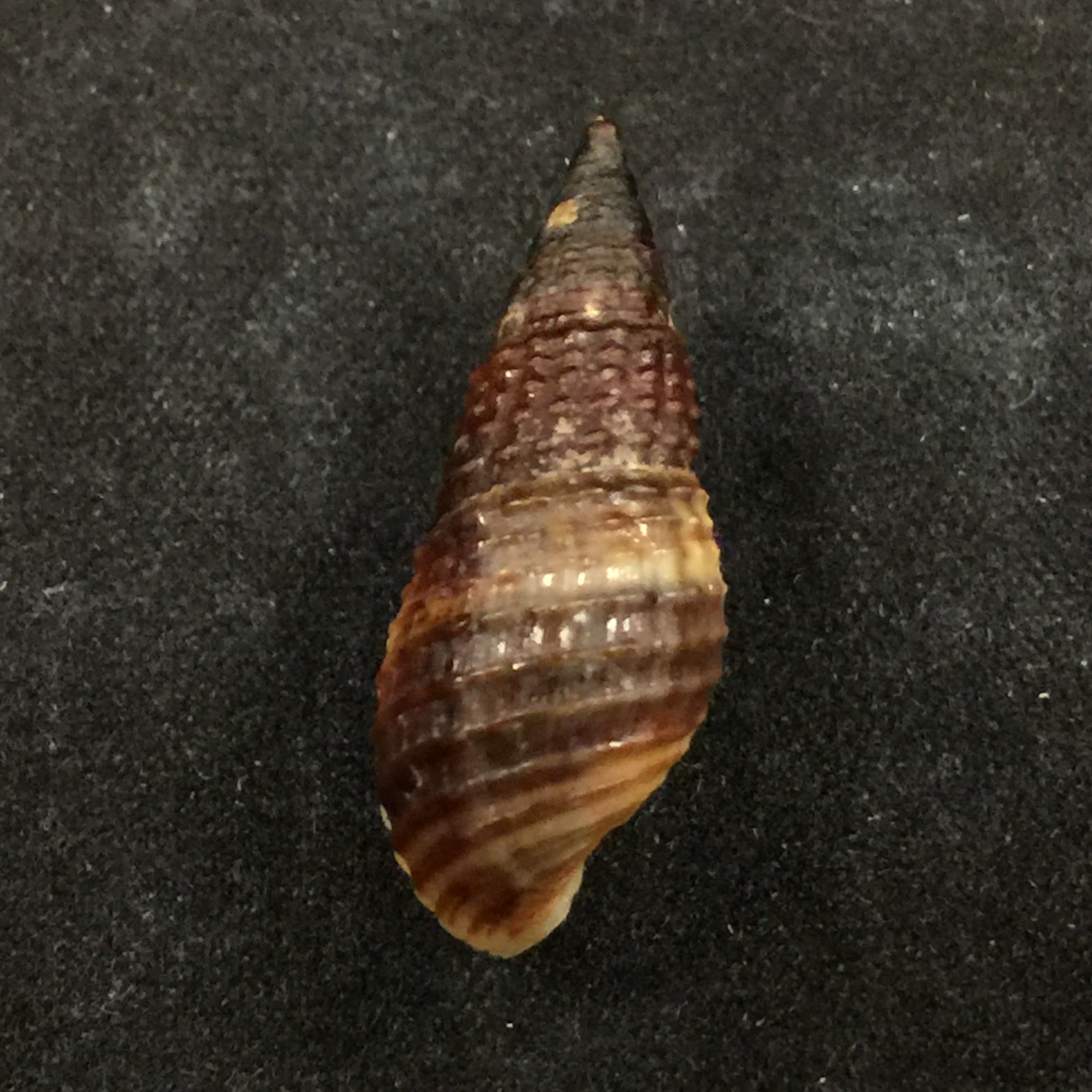 Melanoides pantherina Busch, 1858 - 25毫米