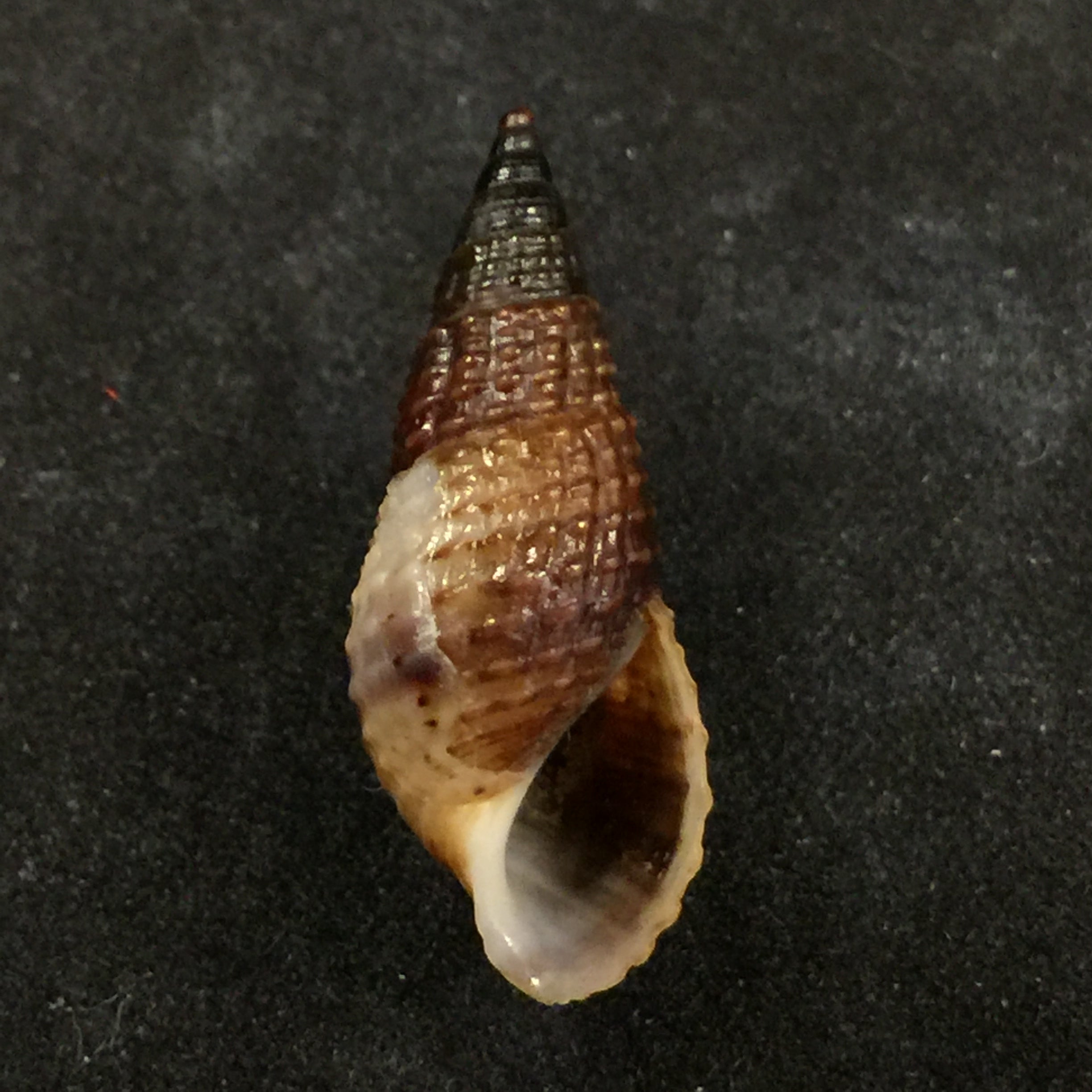 Melanoides pantherina Busch, 1858 - 25毫米