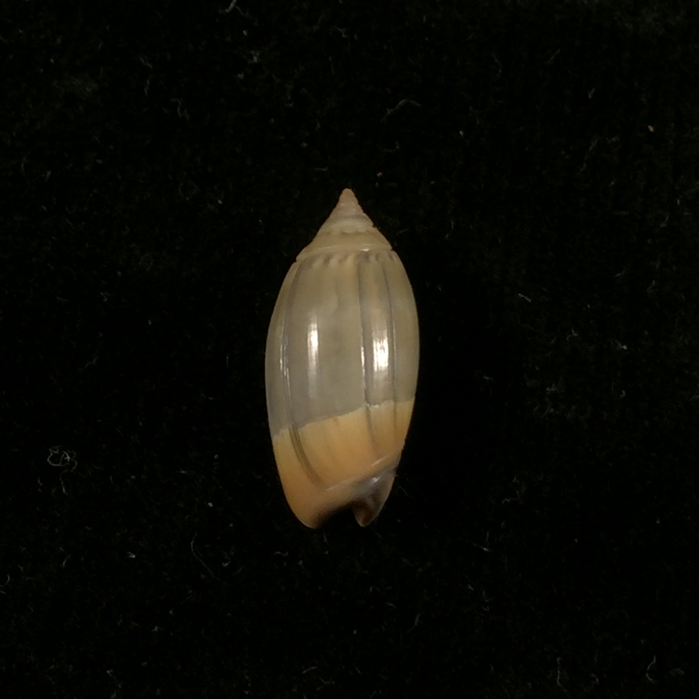 Oliva undatella ecuadoriana Petuch & Sargent, 1986 - 17,6毫米