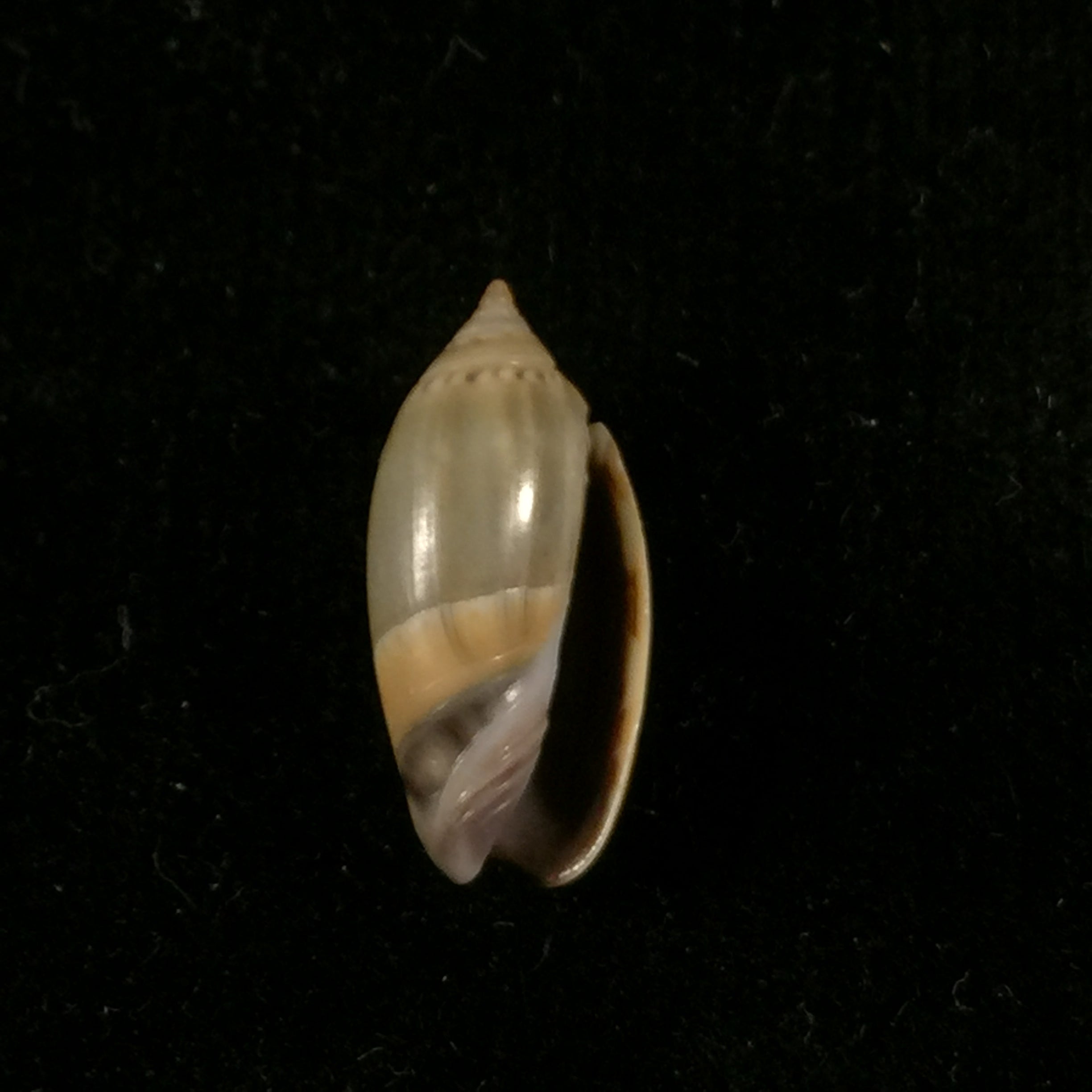 Oliva undatella ecuadoriana Petuch & Sargent, 1986 - 17,6毫米