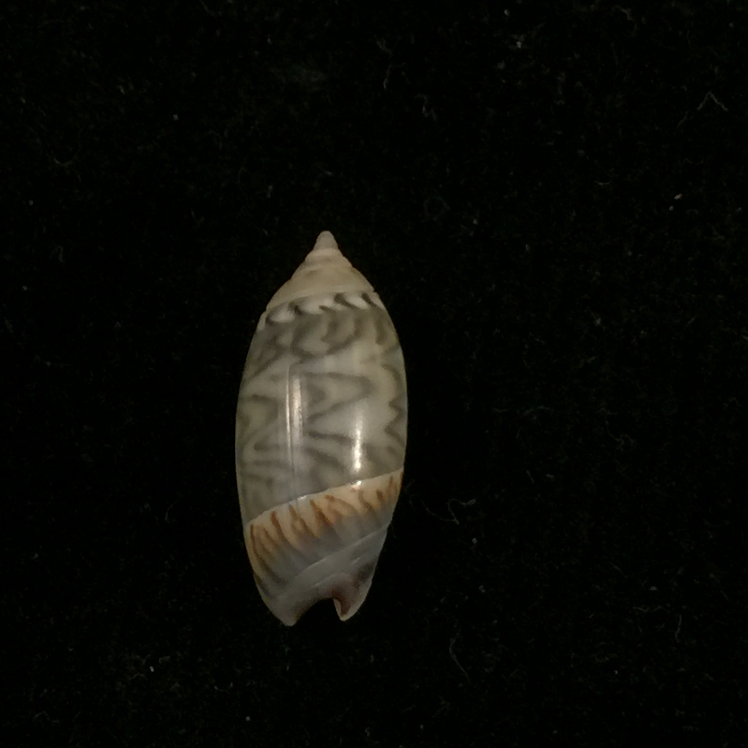 Oliva undatella ecuadoriana Petuch & Sargent, 1986 - 16,9毫米