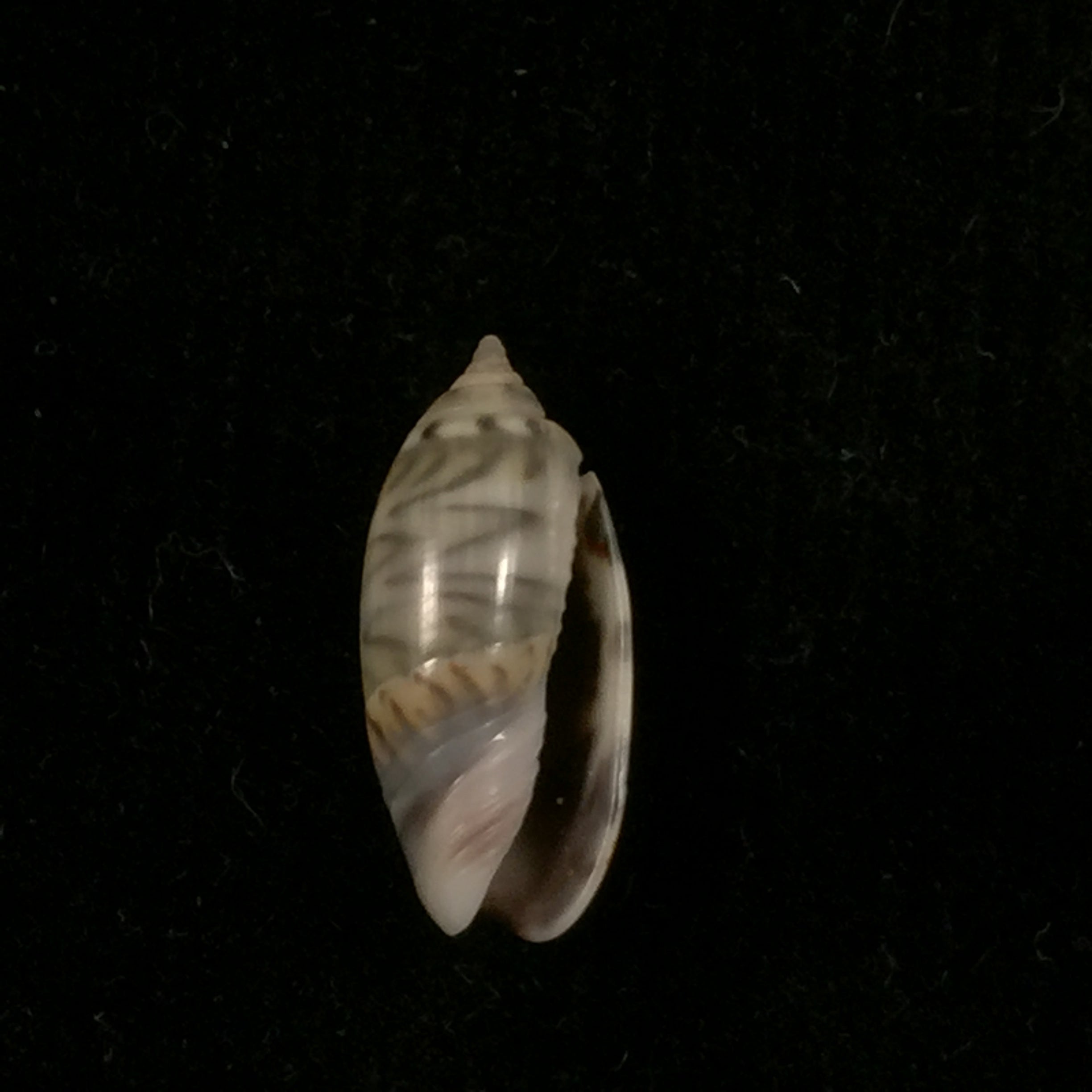 Oliva undatella ecuadoriana Petuch & Sargent, 1986 - 16,9毫米