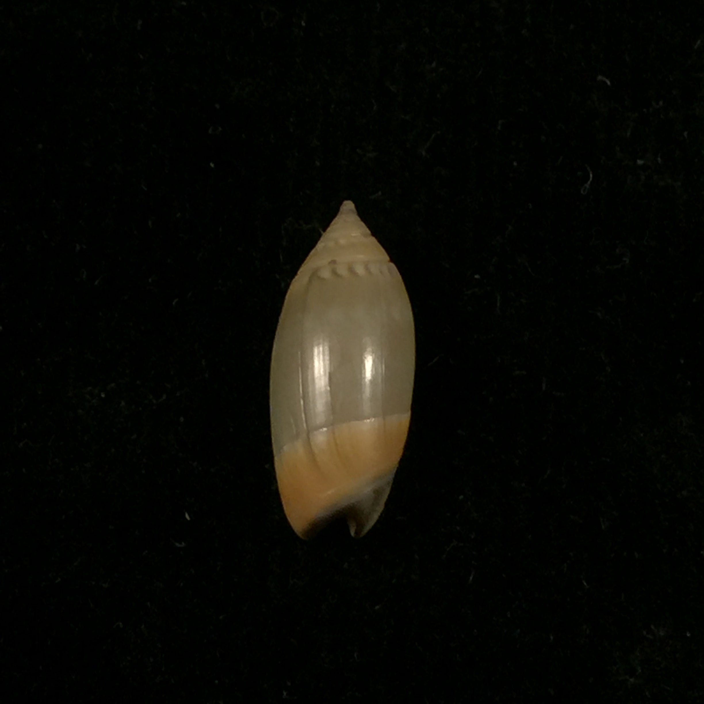 Oliva undatella ecuadoriana Petuch & Sargent, 1986 - 18,2毫米
