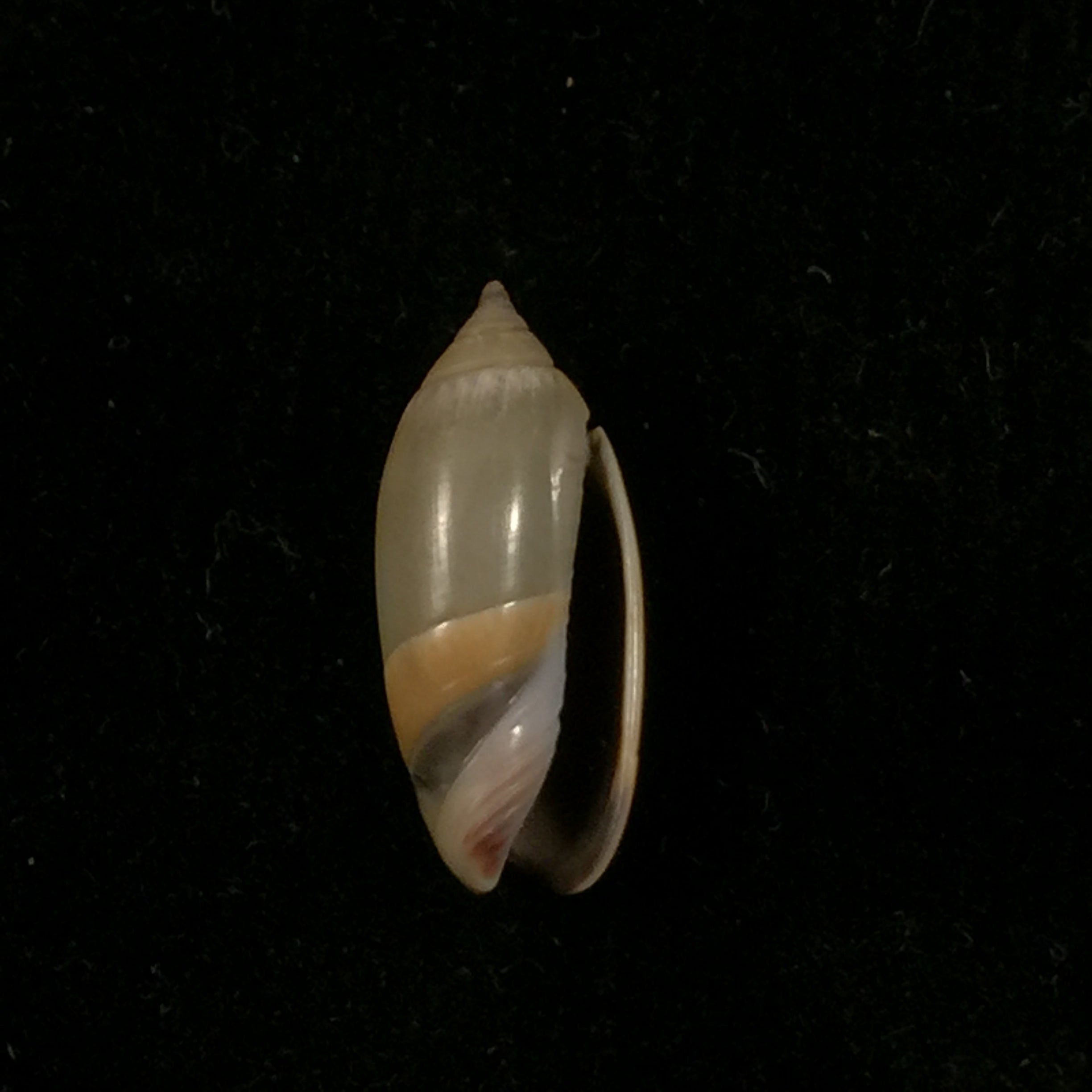 Oliva undatella ecuadoriana Petuch & Sargent, 1986 - 18,2毫米