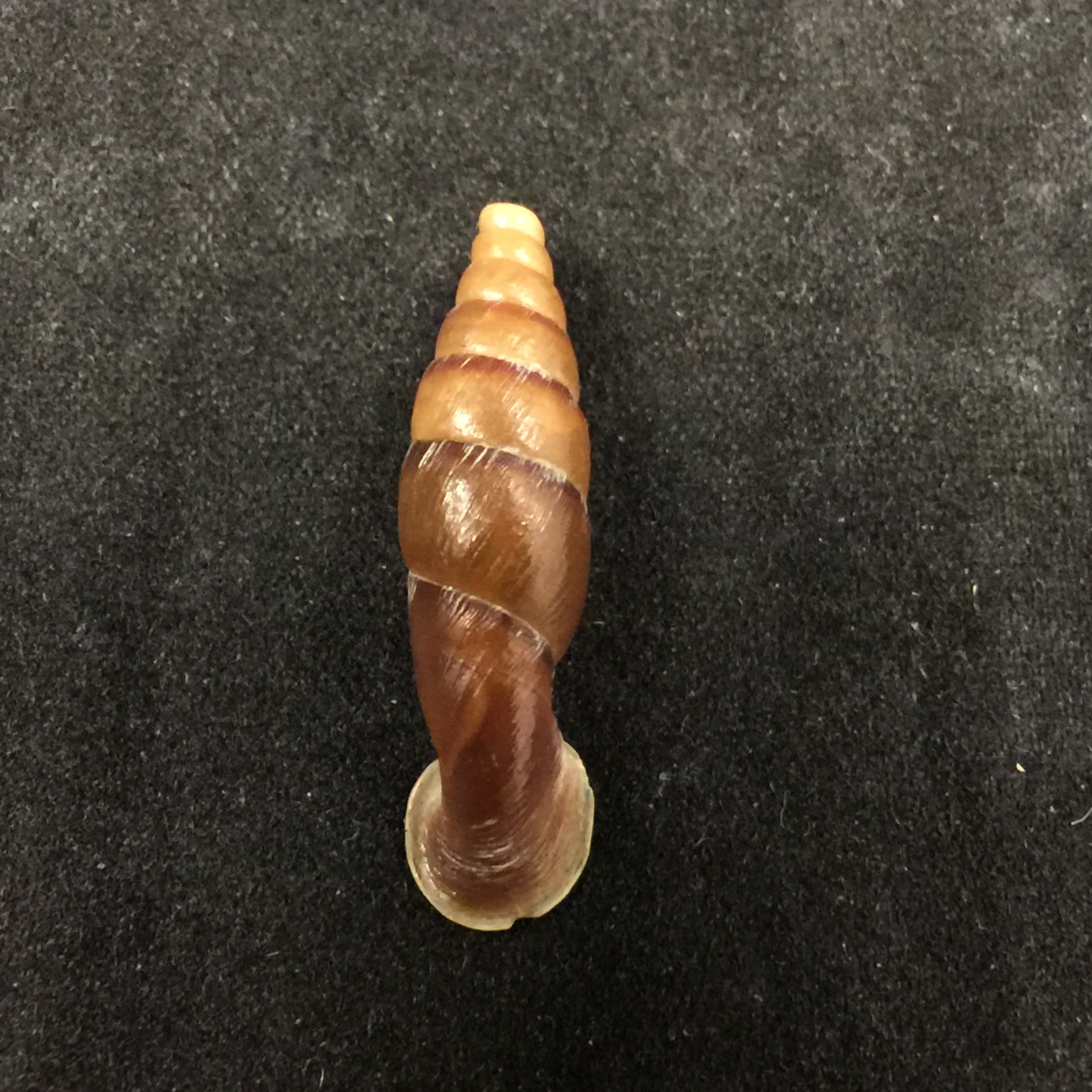 Tropidauchenia dorri (Bavay & Dautzenberg, 1899) - 26,5毫米