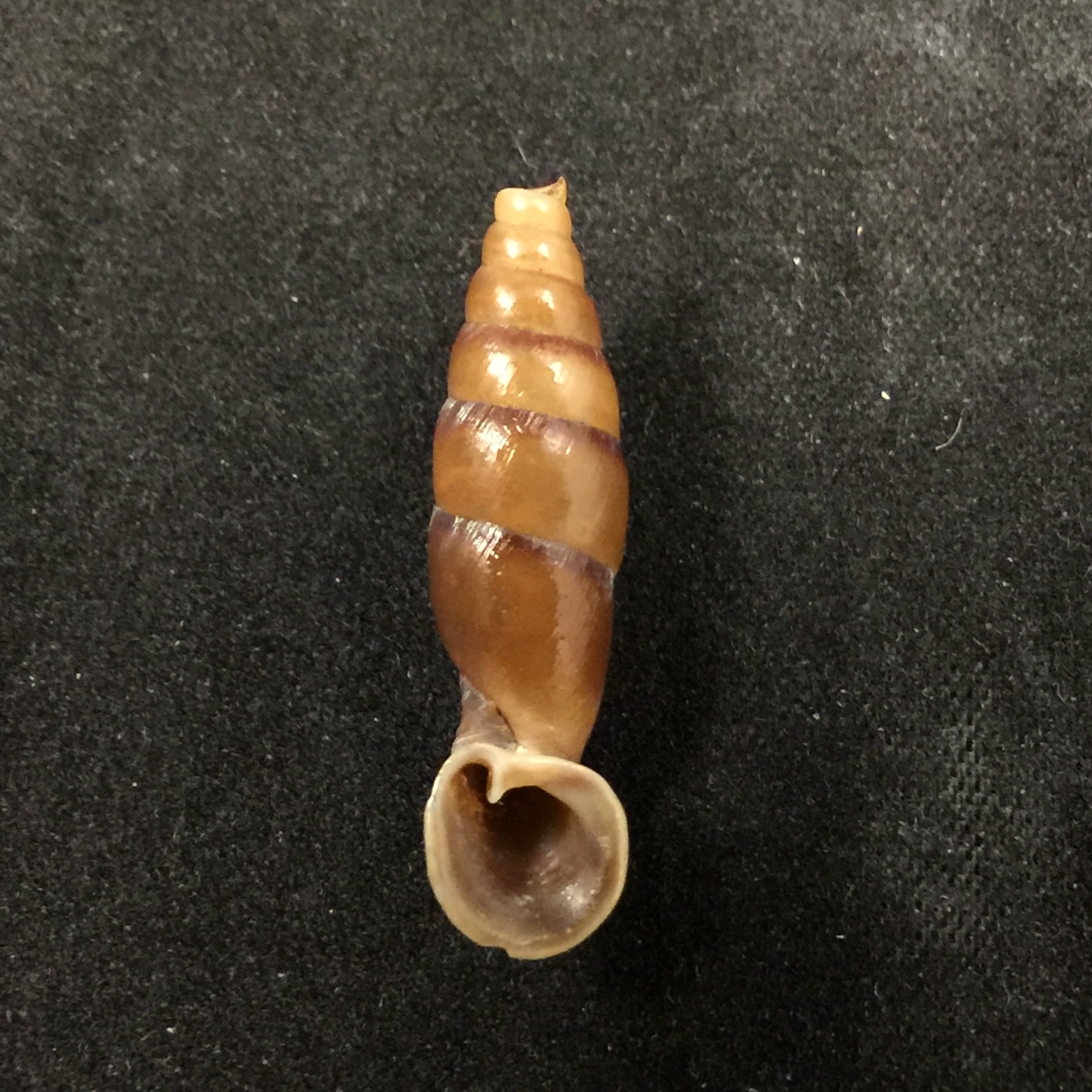 Tropidauchenia dorri (Bavay & Dautzenberg, 1899) - 26,5毫米