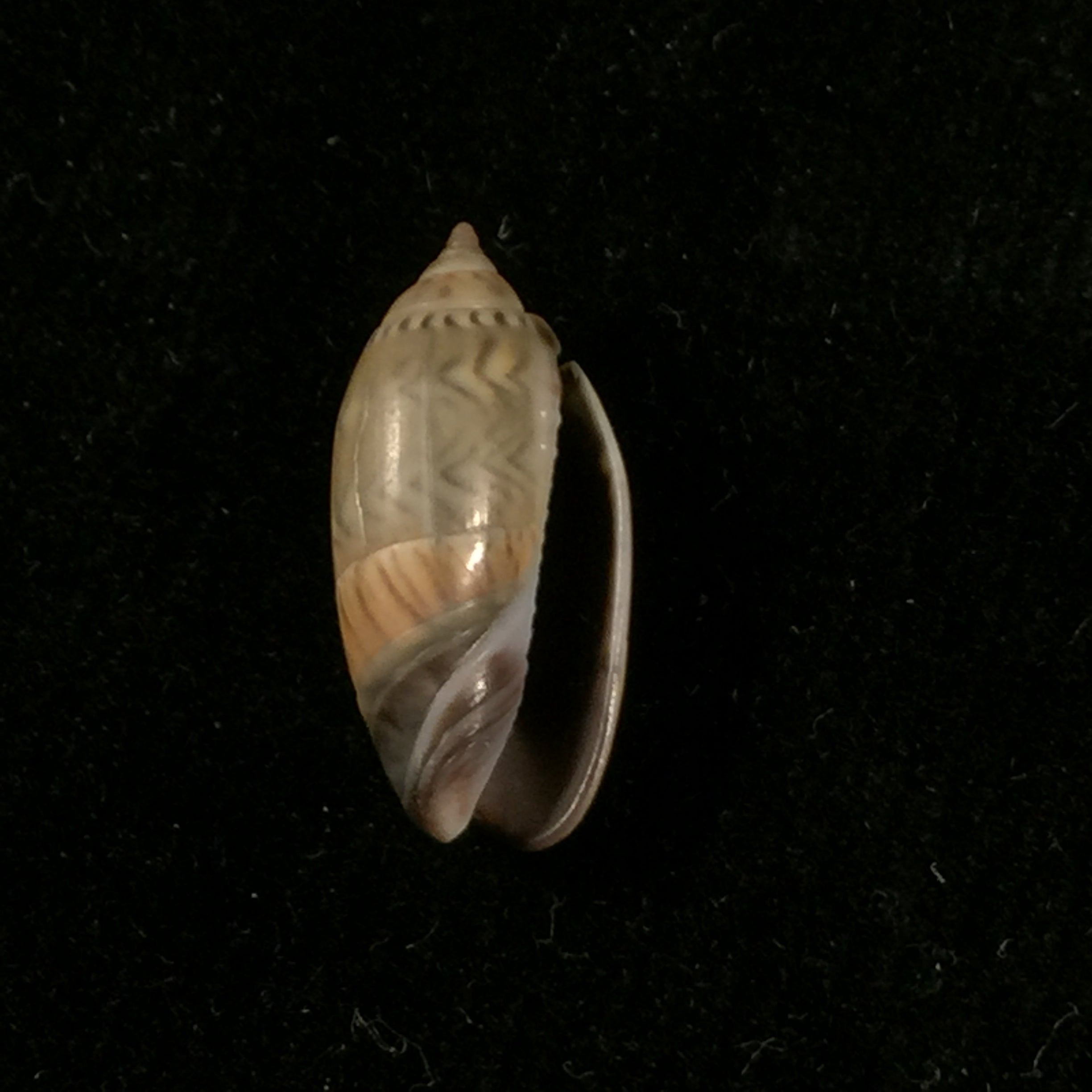Oliva undatella ecuadoriana Petuch & Sargent, 1986 - 19,1mm