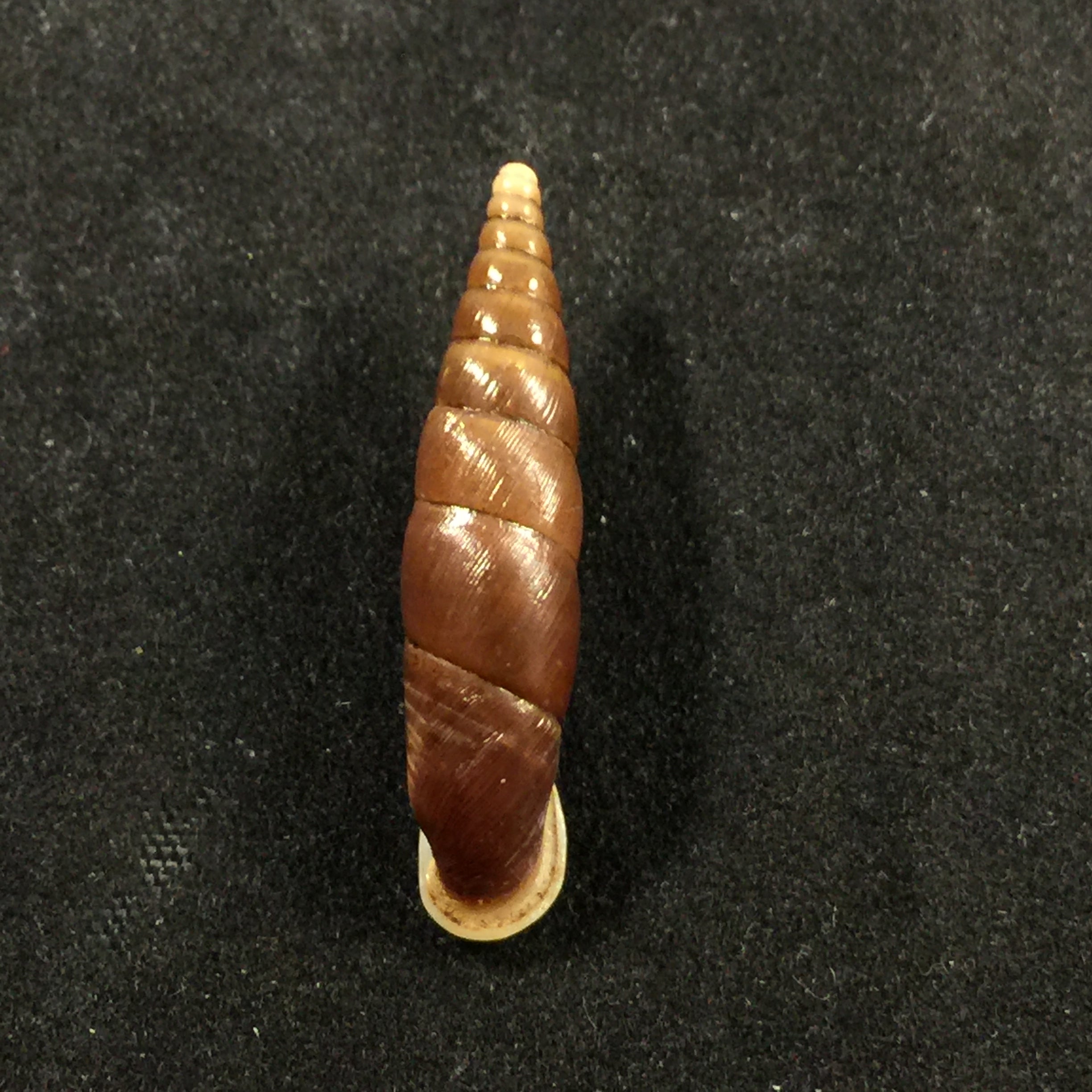Oospira formosana albiapex (Chang & Ookubo, 1994) - 29毫米