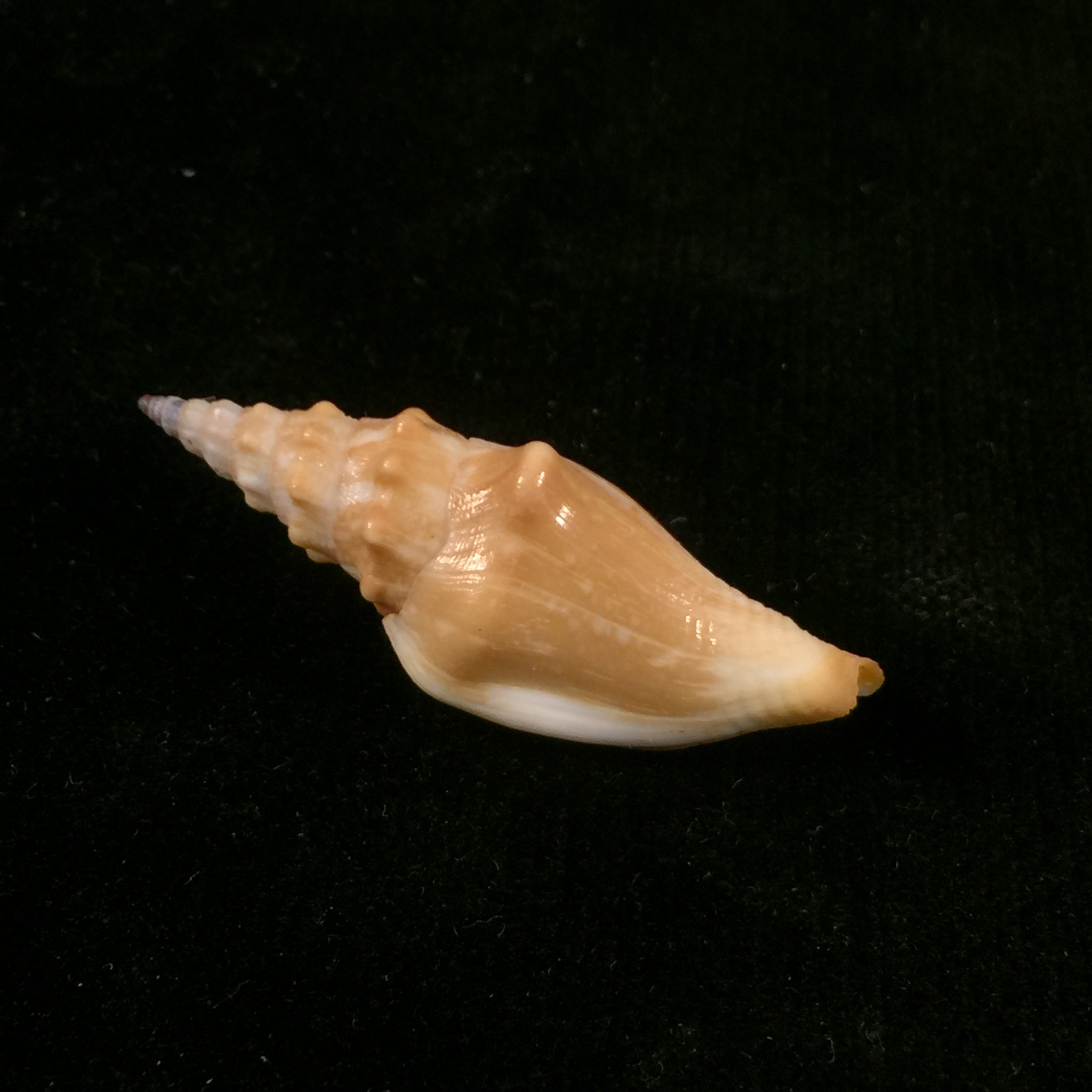 Strombina lanceolata (G. B. Sowerby I, 1832) - 43,7mm