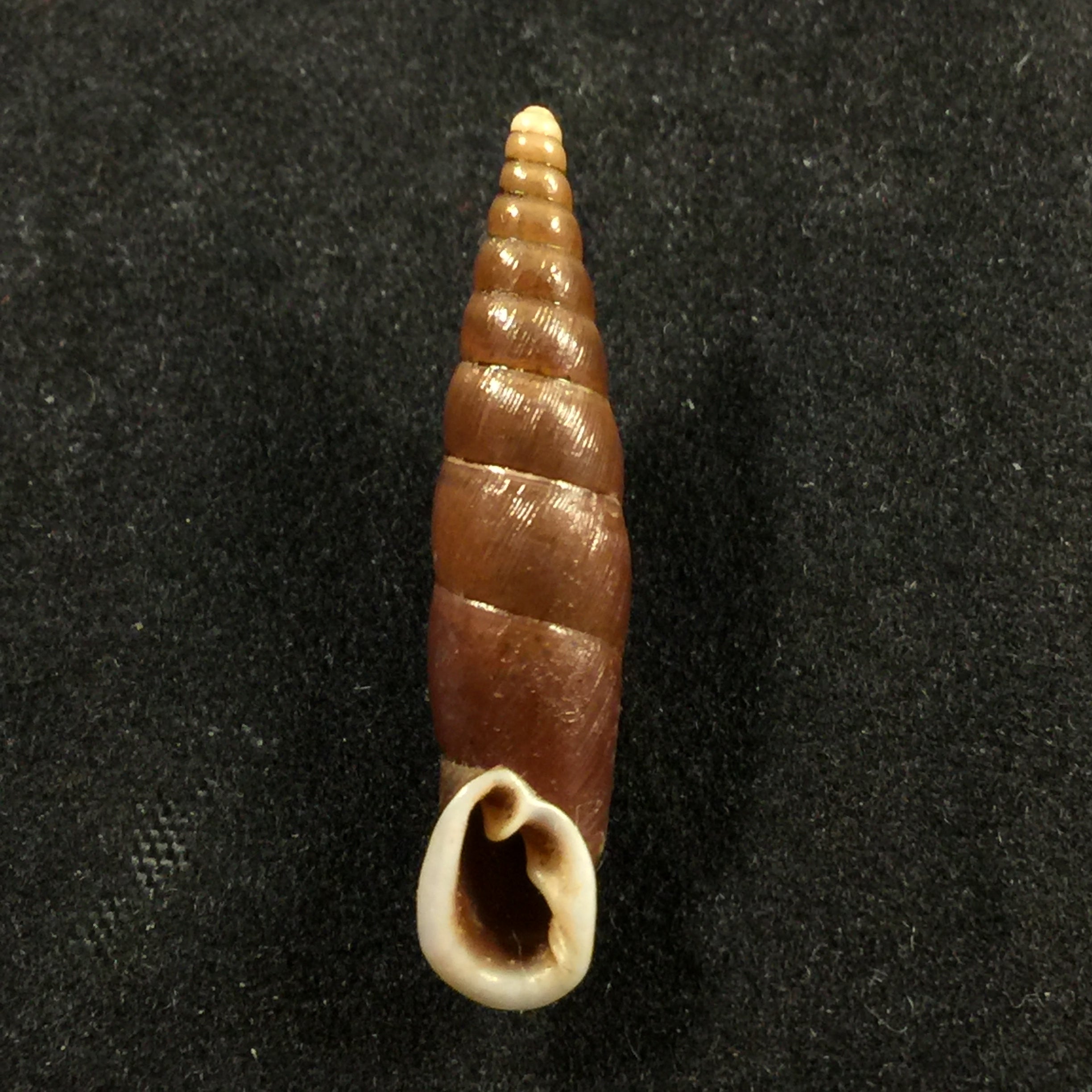 Oospira formosana albiapex (Chang & Ookubo, 1994) - 29毫米
