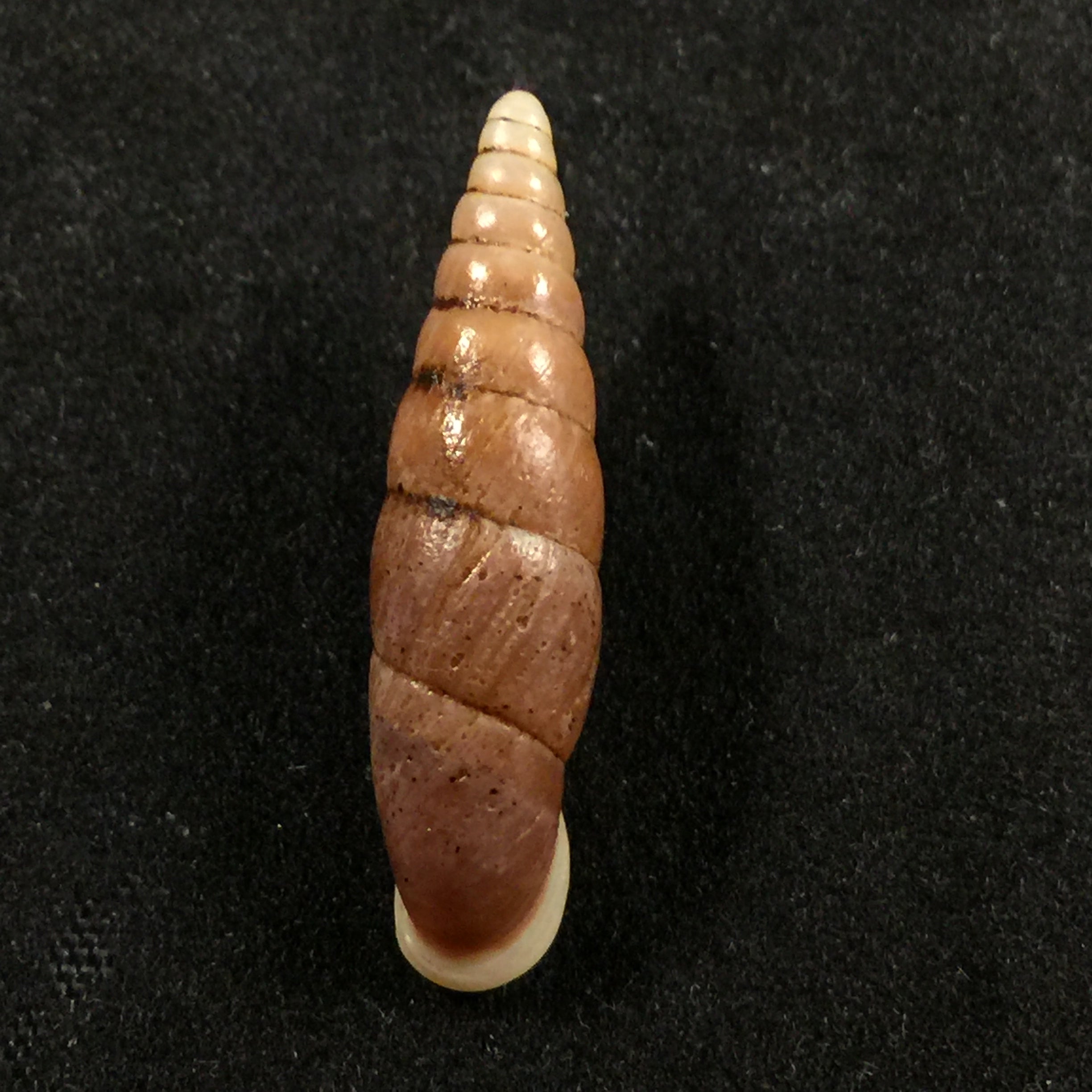 Oospira swinhoei (Pfeiffer, 1865) - 27,2毫米