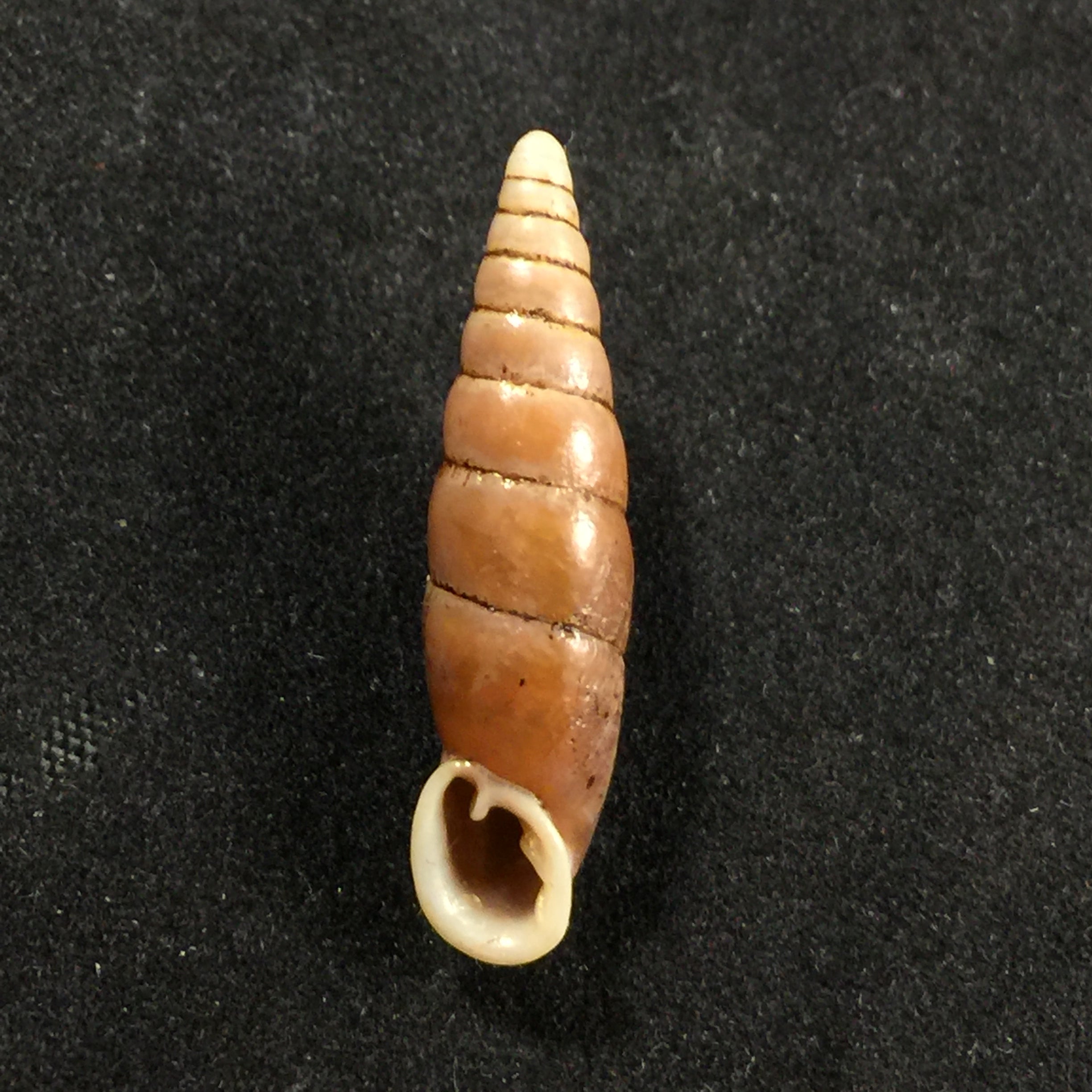 Oospira swinhoei (Pfeiffer, 1865) - 27,2毫米