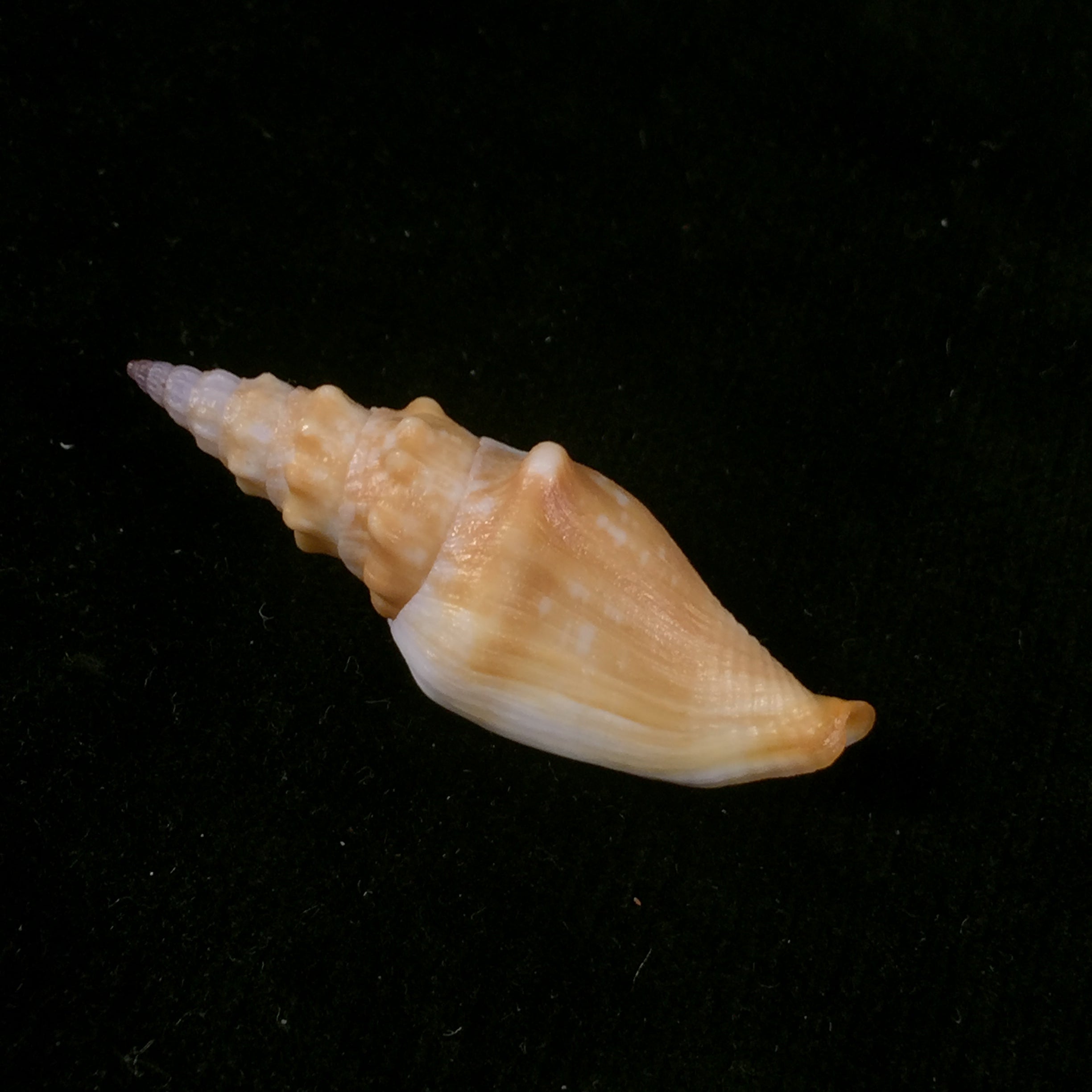 Strombina lanceolata (G. B. Sowerby I, 1832) - 47,8mm