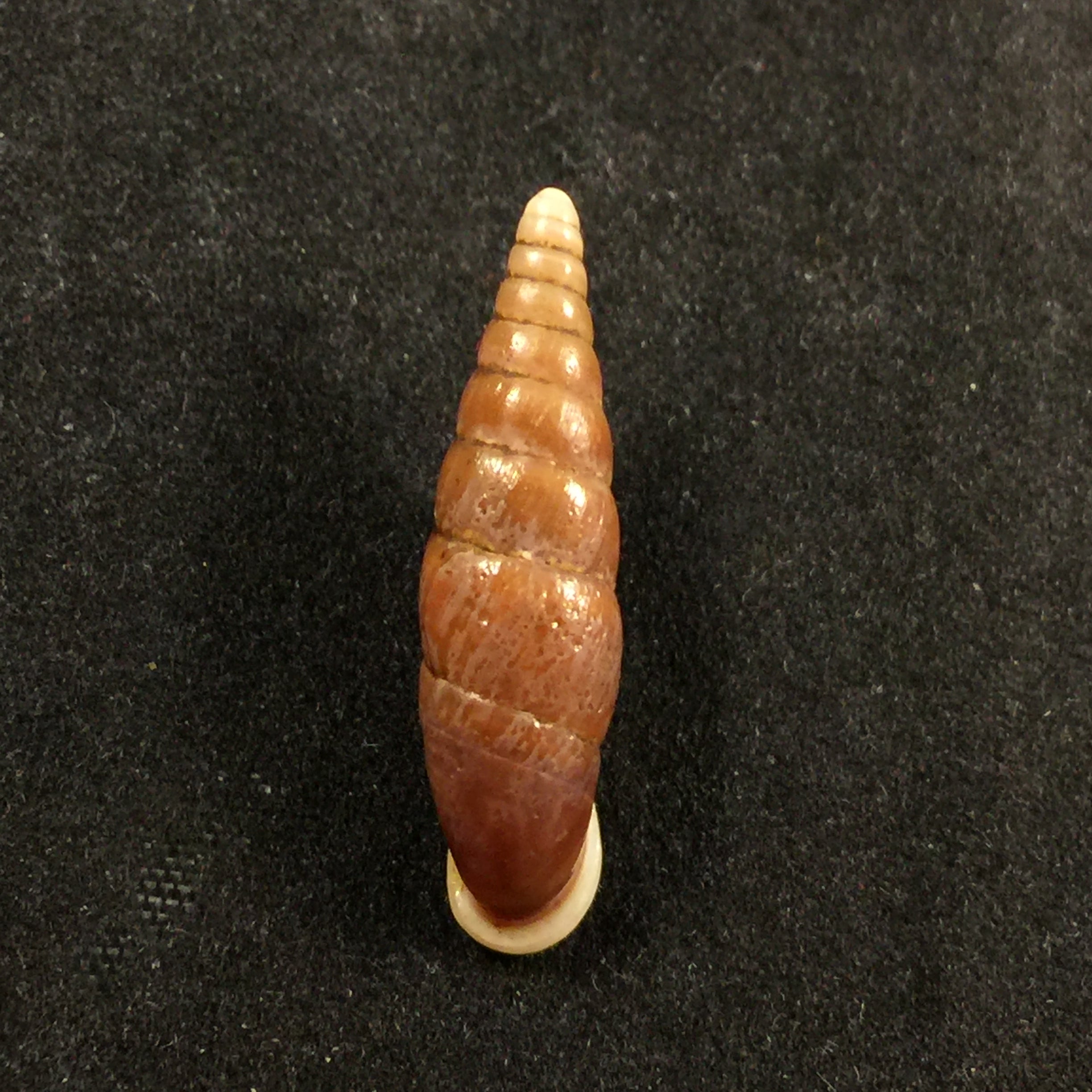 Oospira swinhoei(Pfeiffer,1865)- 26,7毫米