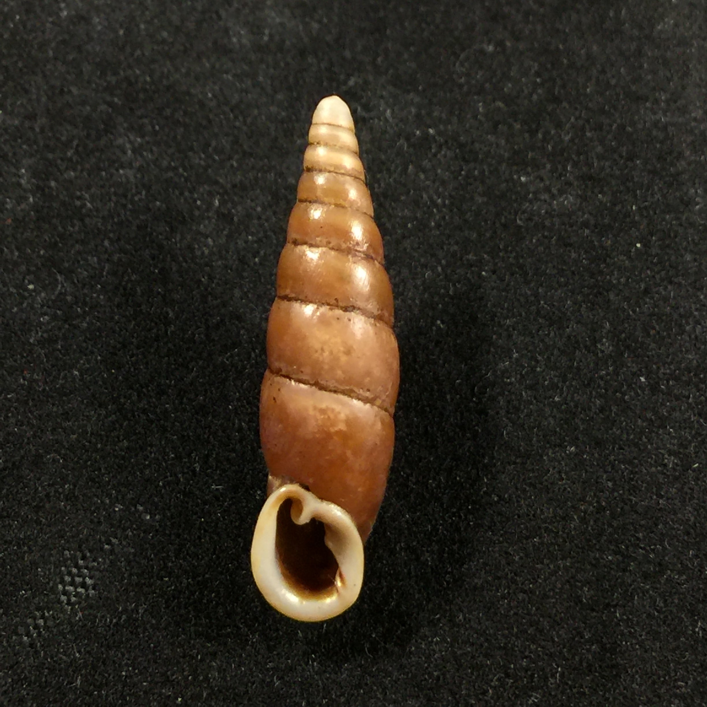 Oospira swinhoei(Pfeiffer,1865)- 26,7毫米
