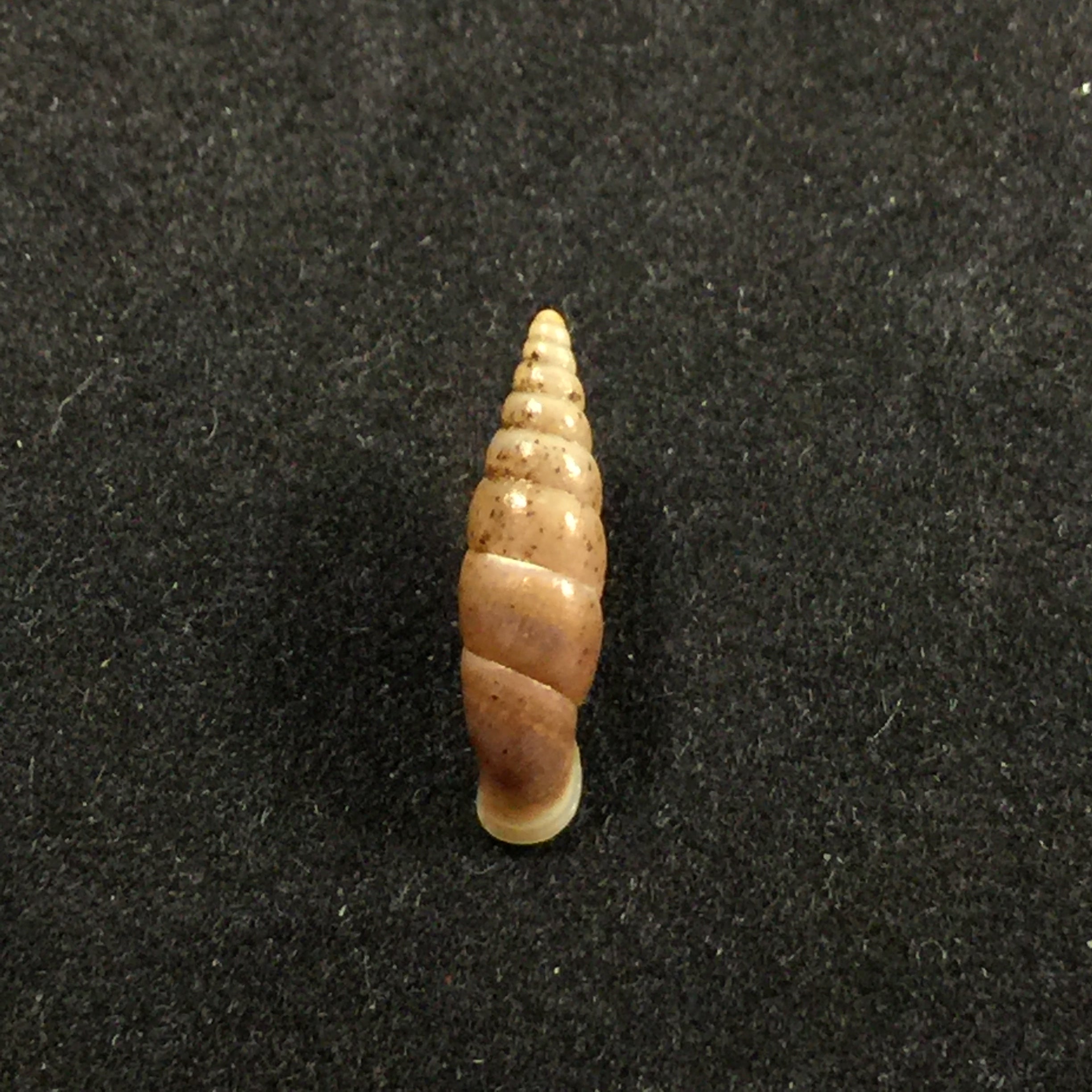 Hemiphaedusa myersi (Schmacker & Boettger, 1891) - 14,8mm