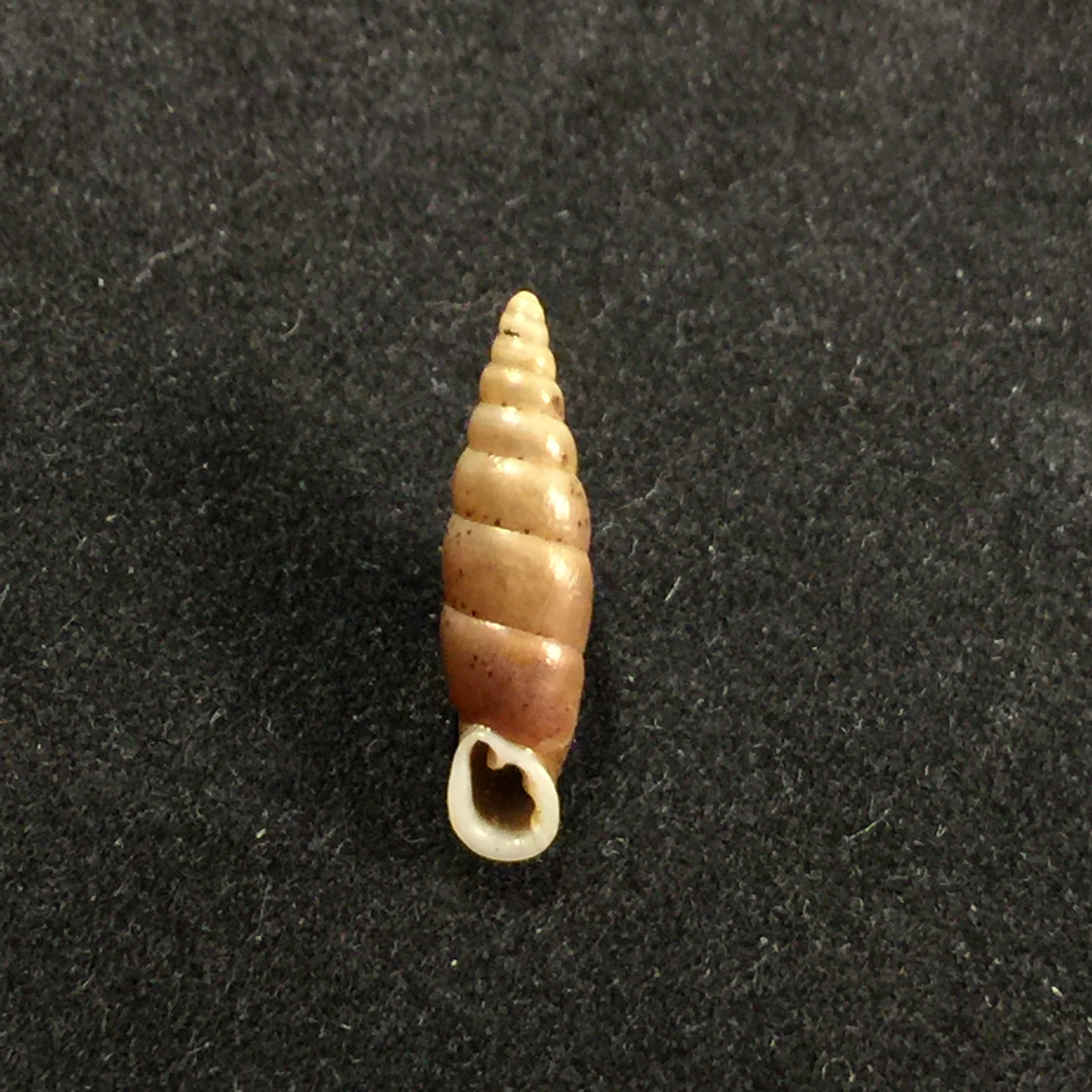 Hemiphaedusa myersi (Schmacker & Boettger, 1891) - 14,8mm