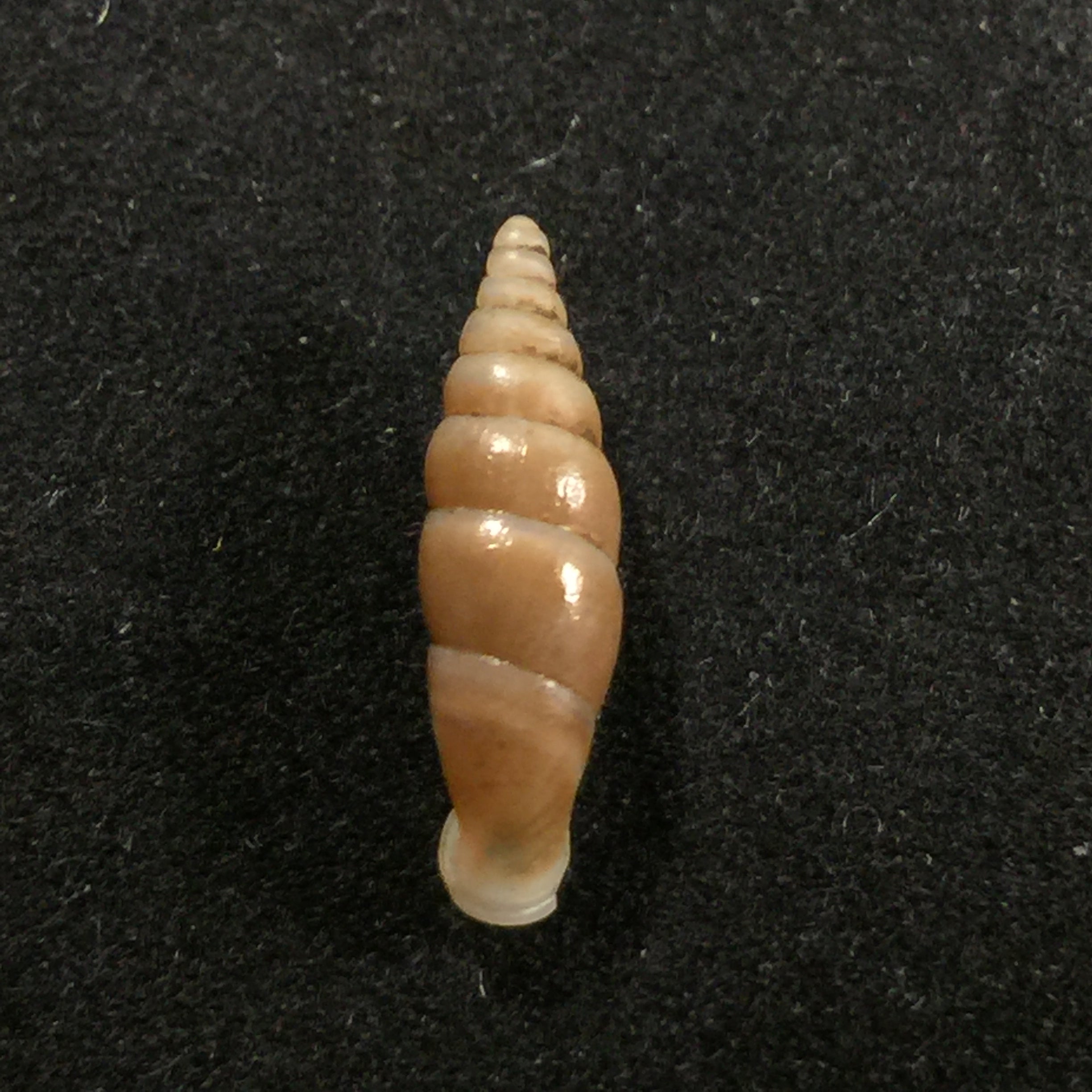Hemiphaedusa myersi (Schmacker & Boettger, 1891) - 14,8mm