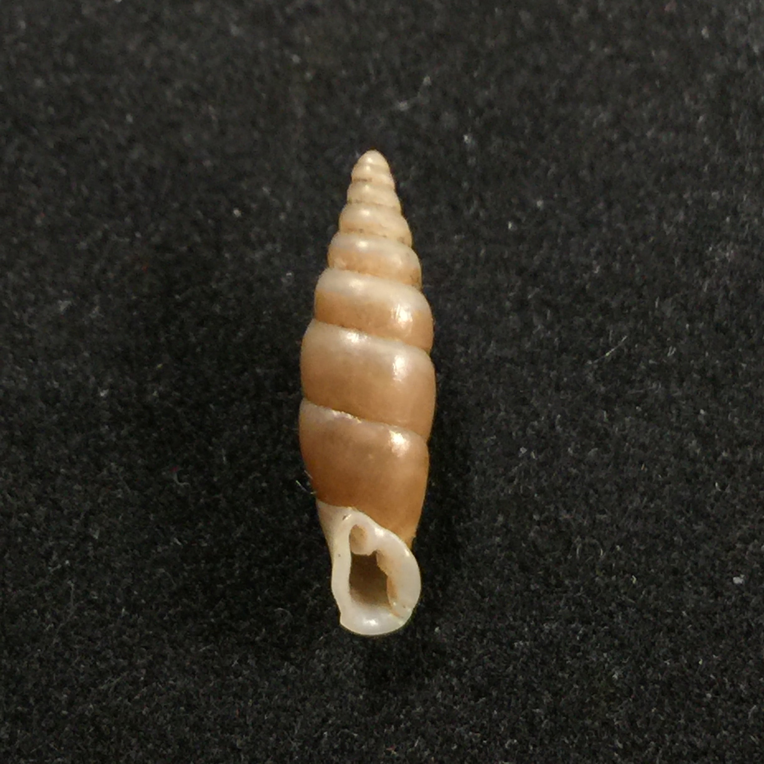 Hemiphaedusa myersi (Schmacker & Boettger, 1891) - 14,8mm