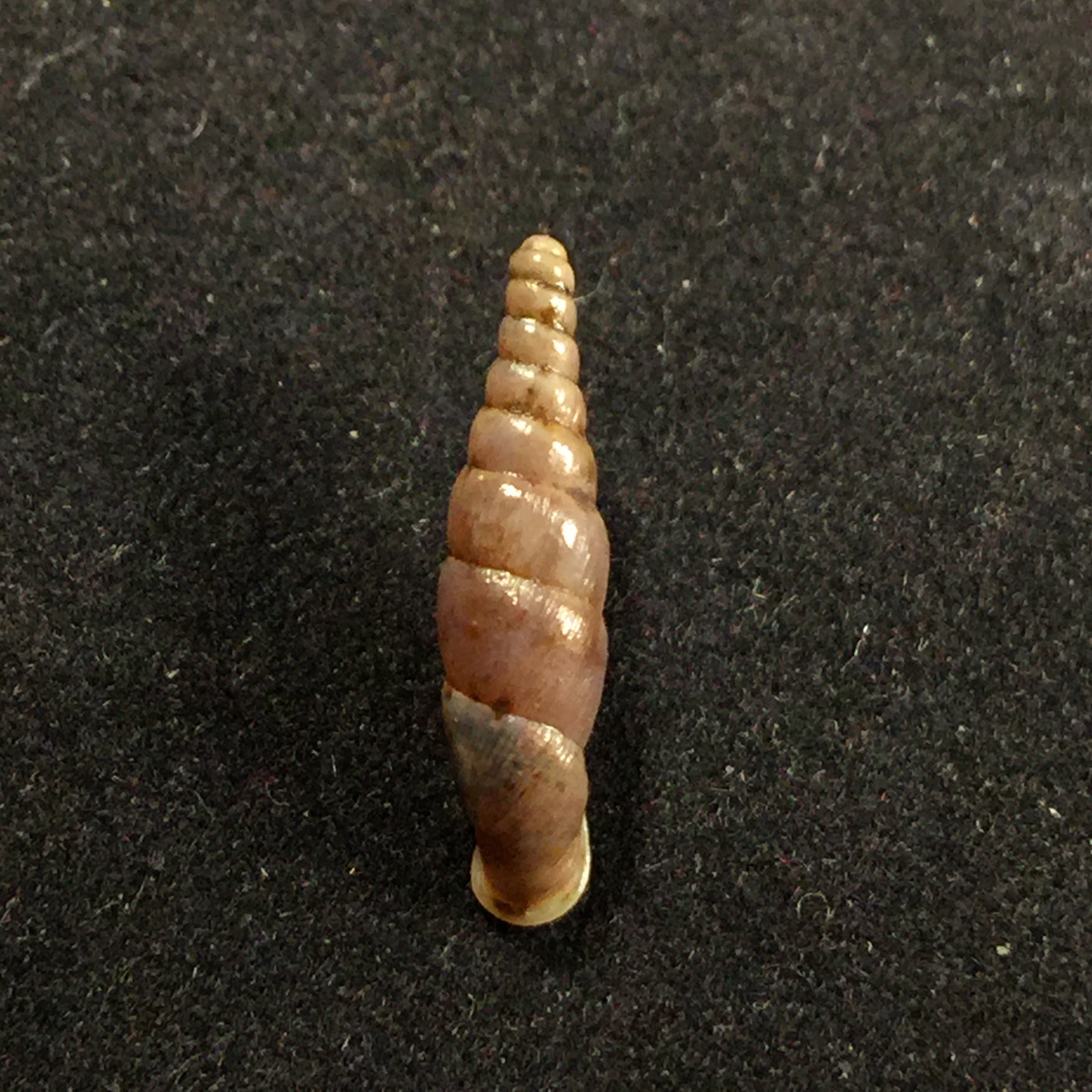 Hemiphaedusa kosakai (Kuroda, 1941) - 16mm