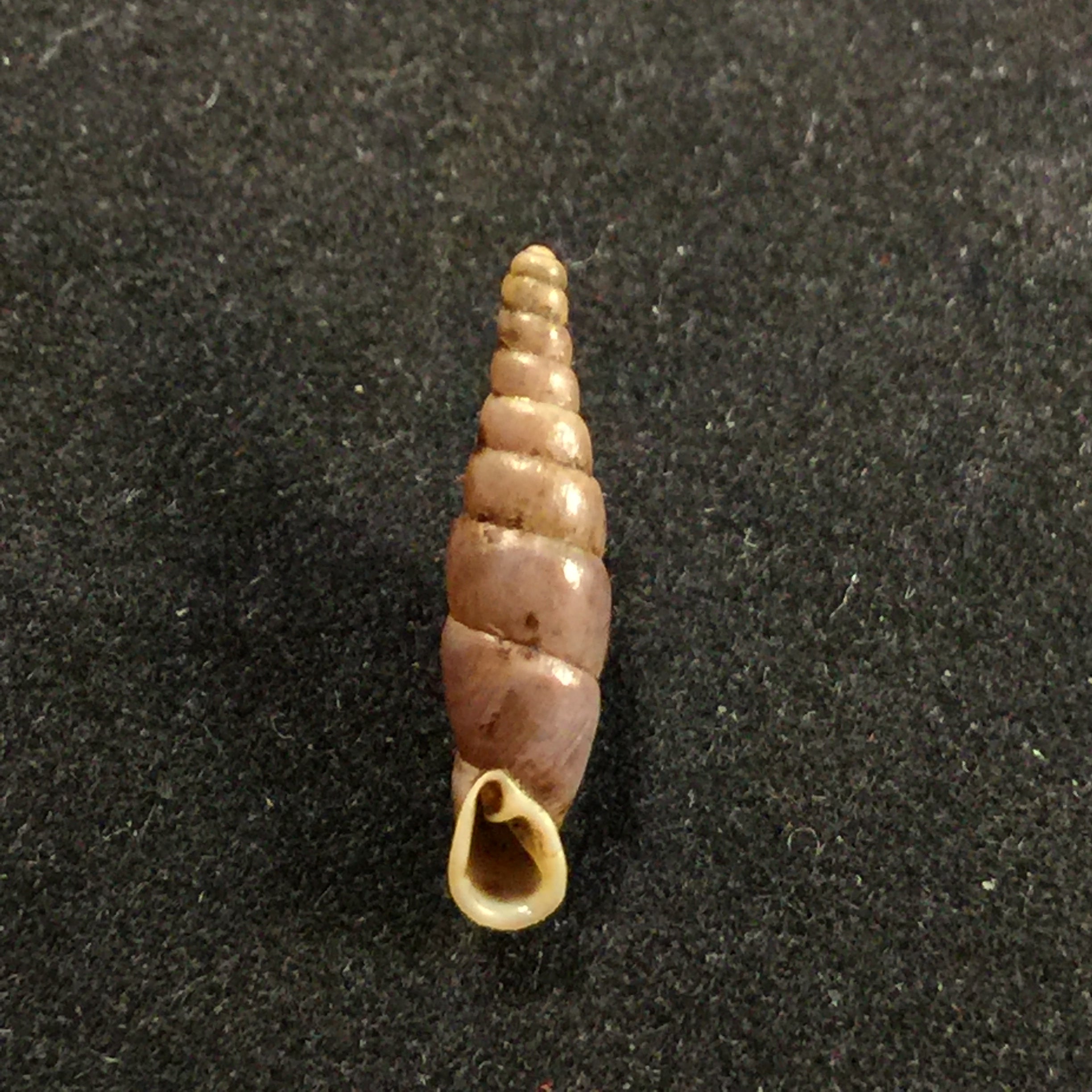 Hemiphaedusa kosakai (Kuroda, 1941) - 16mm
