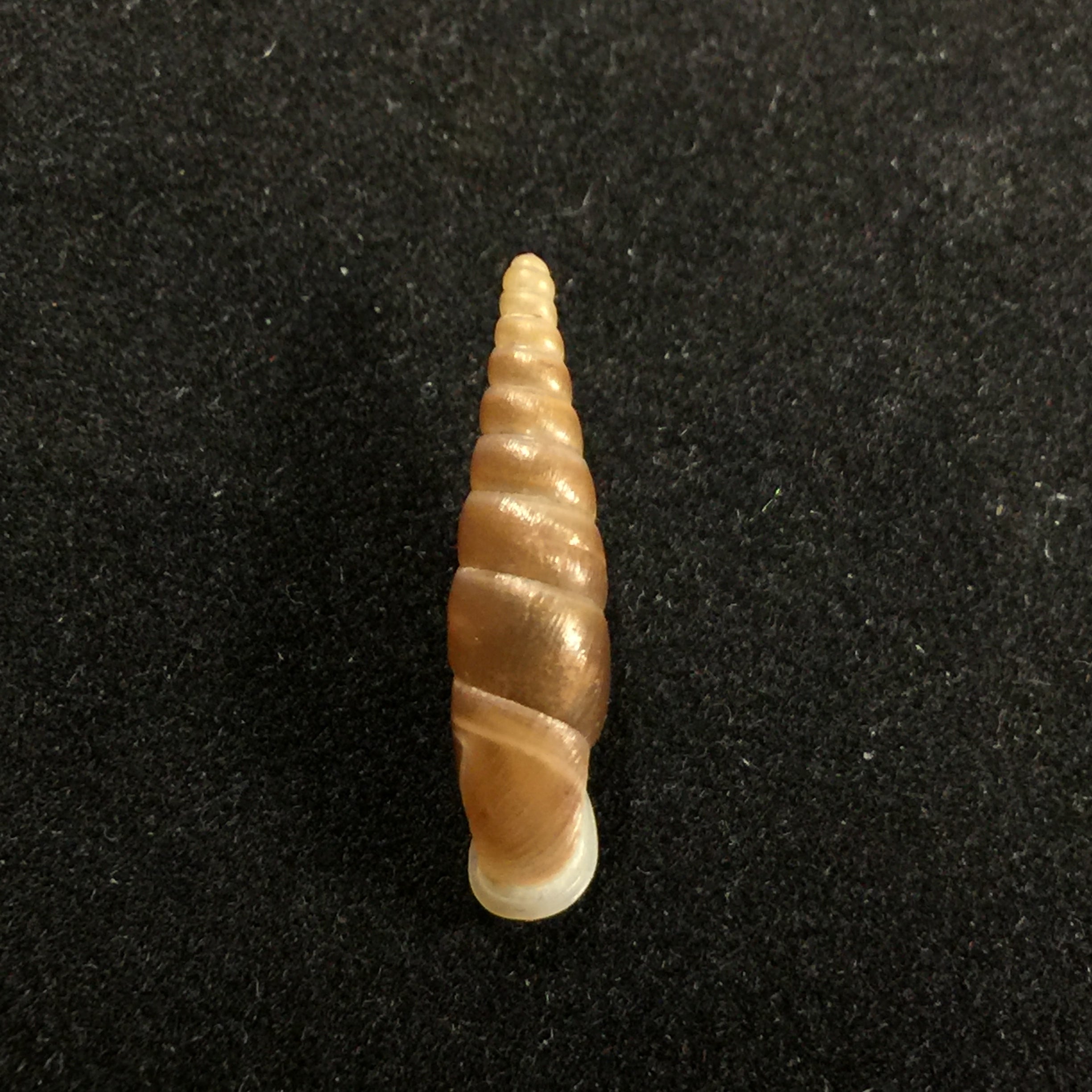 Hemiphaedusa ooi (Kuroda, 1941) - 19mm