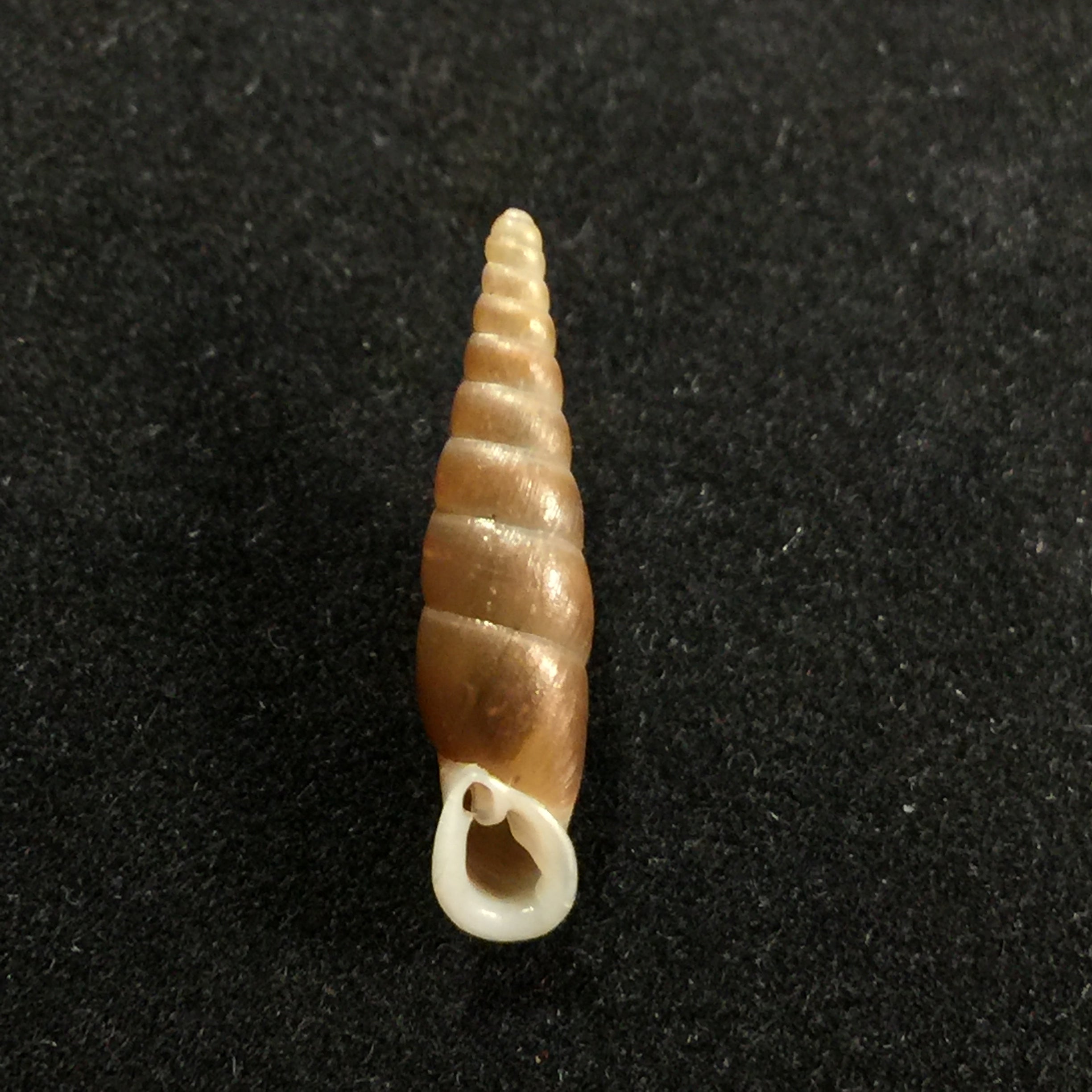 Hemiphaedusa ooi (Kuroda, 1941) - 19mm