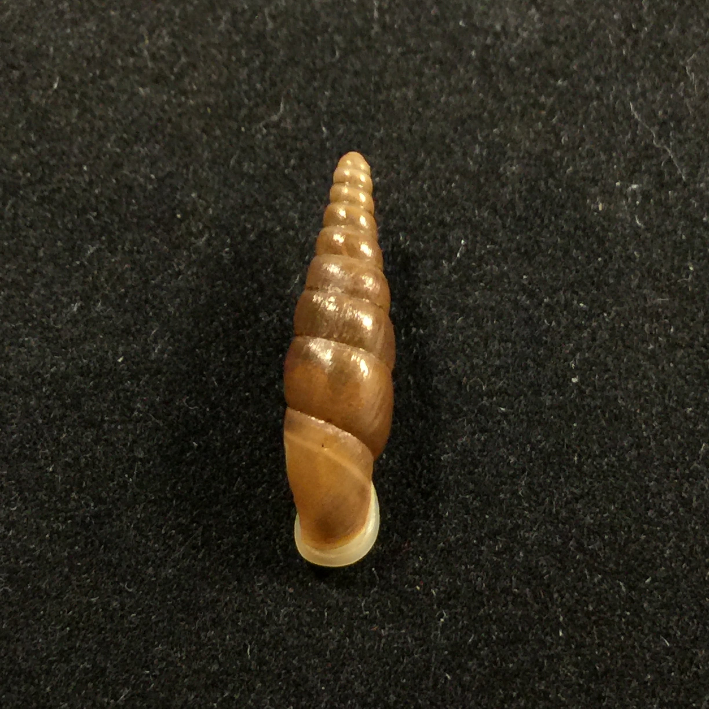 Hemiphaedusa ooi (Kuroda, 1941) - 18,4mm