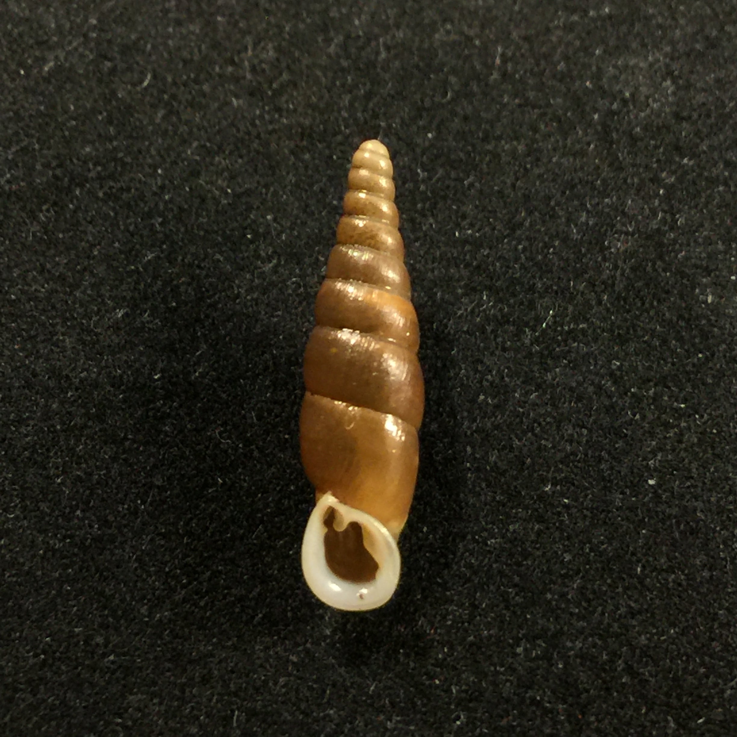Hemiphaedusa ooi (Kuroda, 1941) - 18,4mm