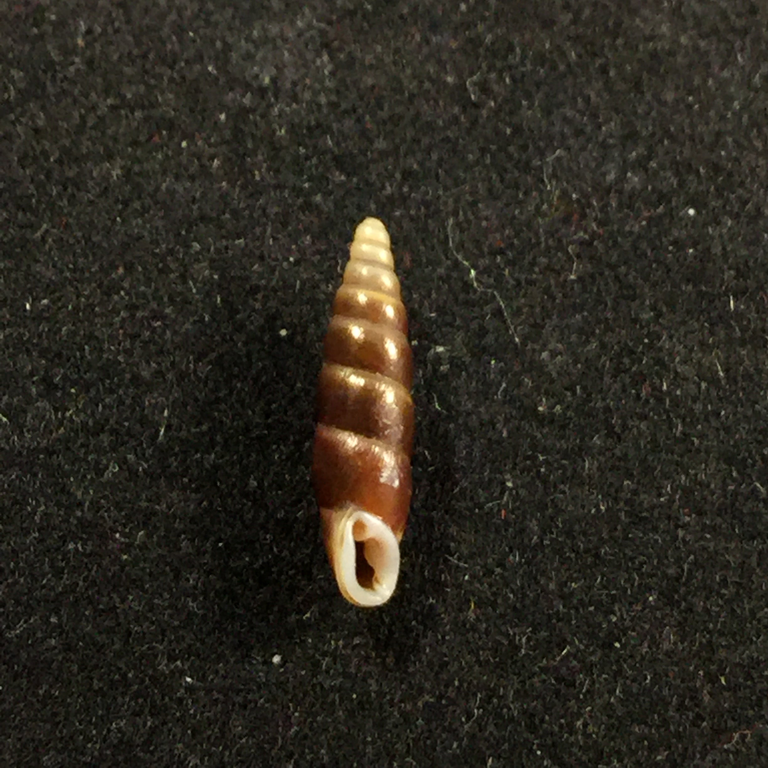 Hemiphaedusa pseudosheridani (Zilch, 1954) - 11,9mm