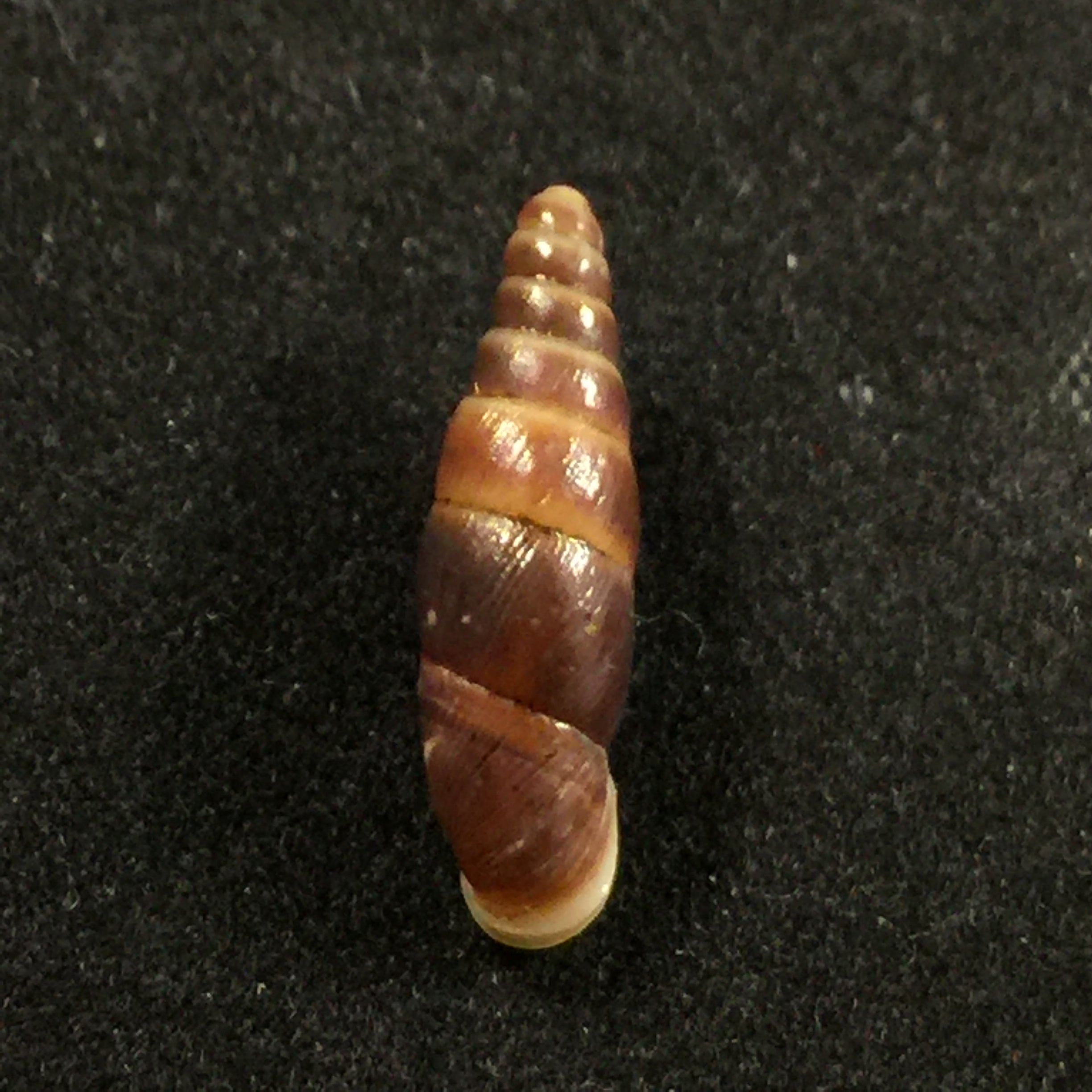 Hemiphaedusa similaris (H. Adams, 1866) - 18,3mm