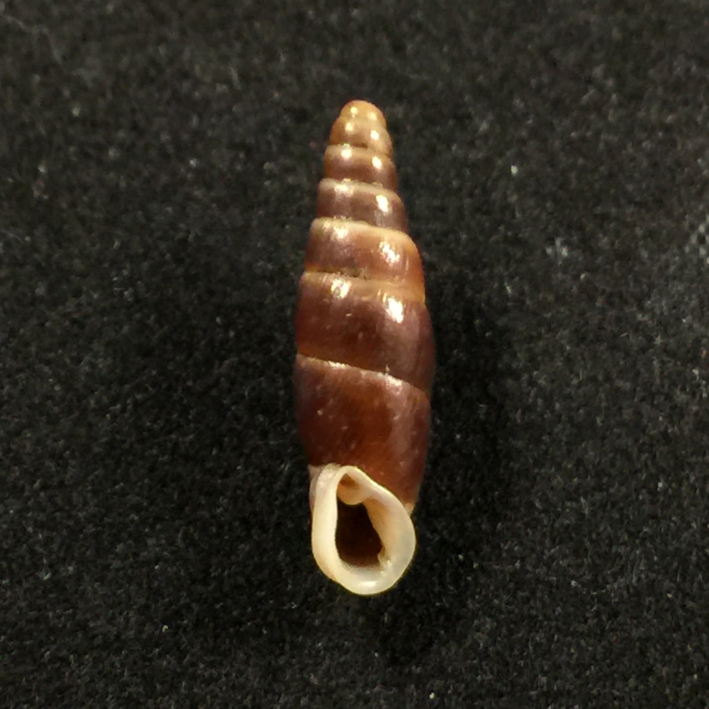 Hemiphaedusa similaris (H. Adams, 1866) - 18,3mm