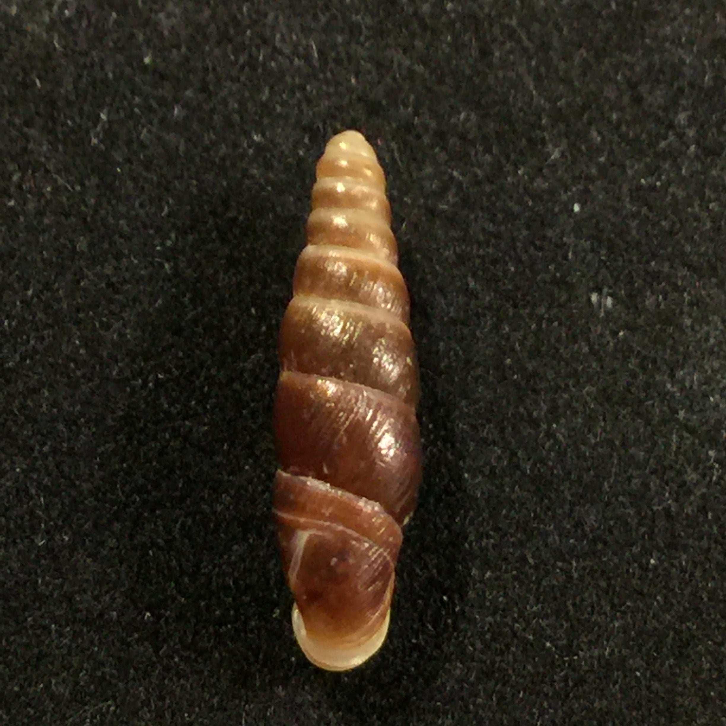 Hemiphaedusa similaris (H. Adams, 1866) - 16,5mm
