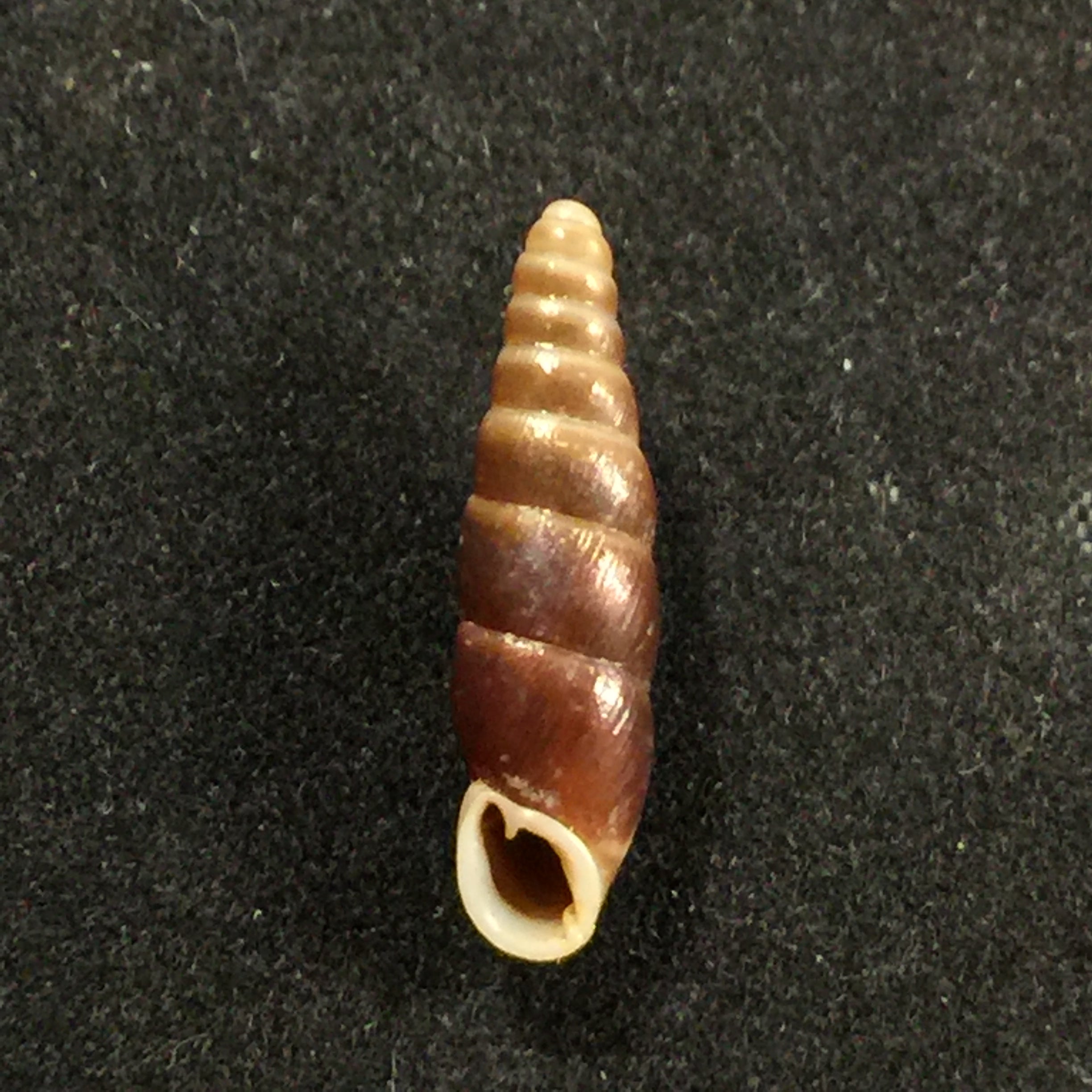 Hemiphaedusa similaris (H. Adams, 1866) - 16,5mm