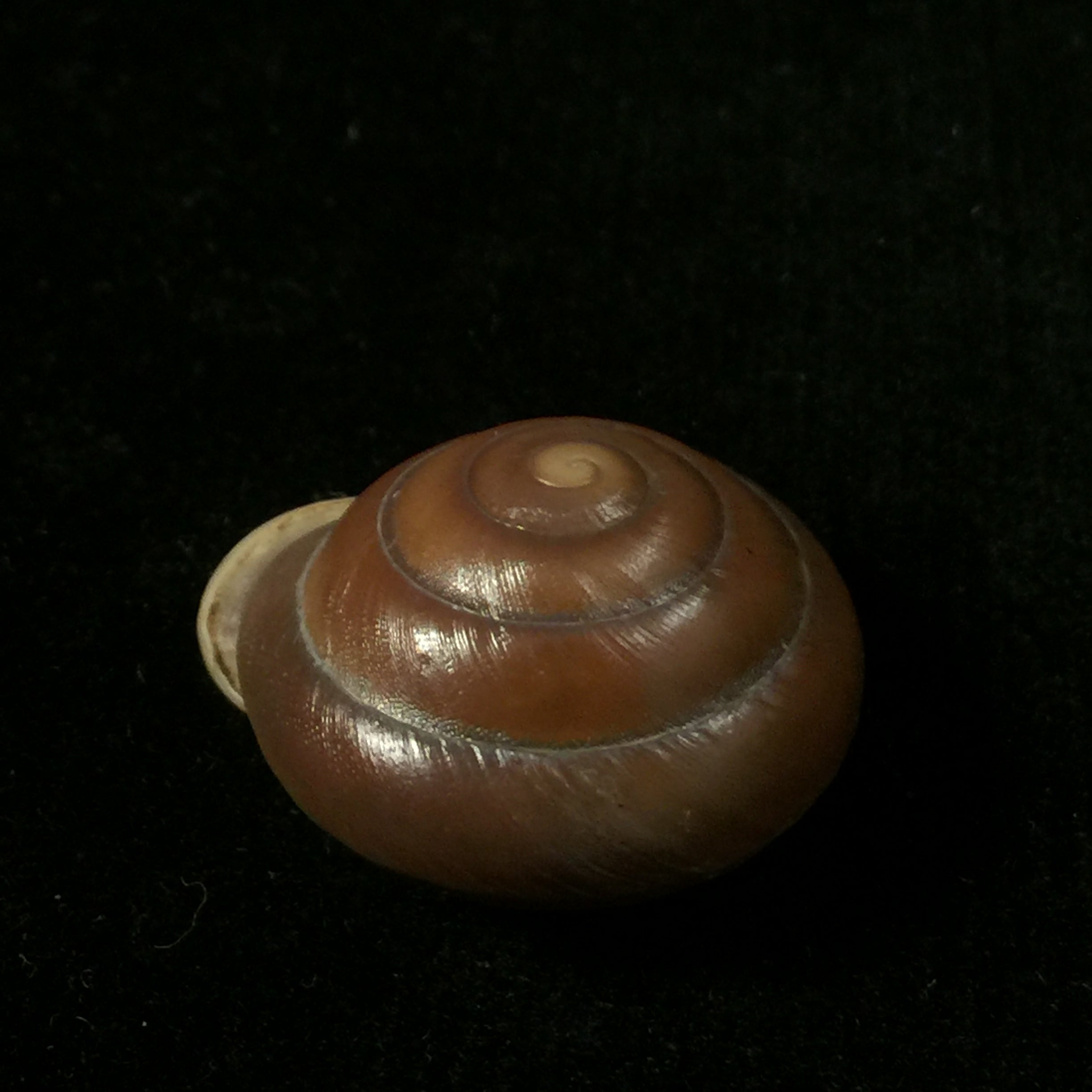 Dentellaria sloaneana (L. Pfeiffer, 1868) - 26,8mm