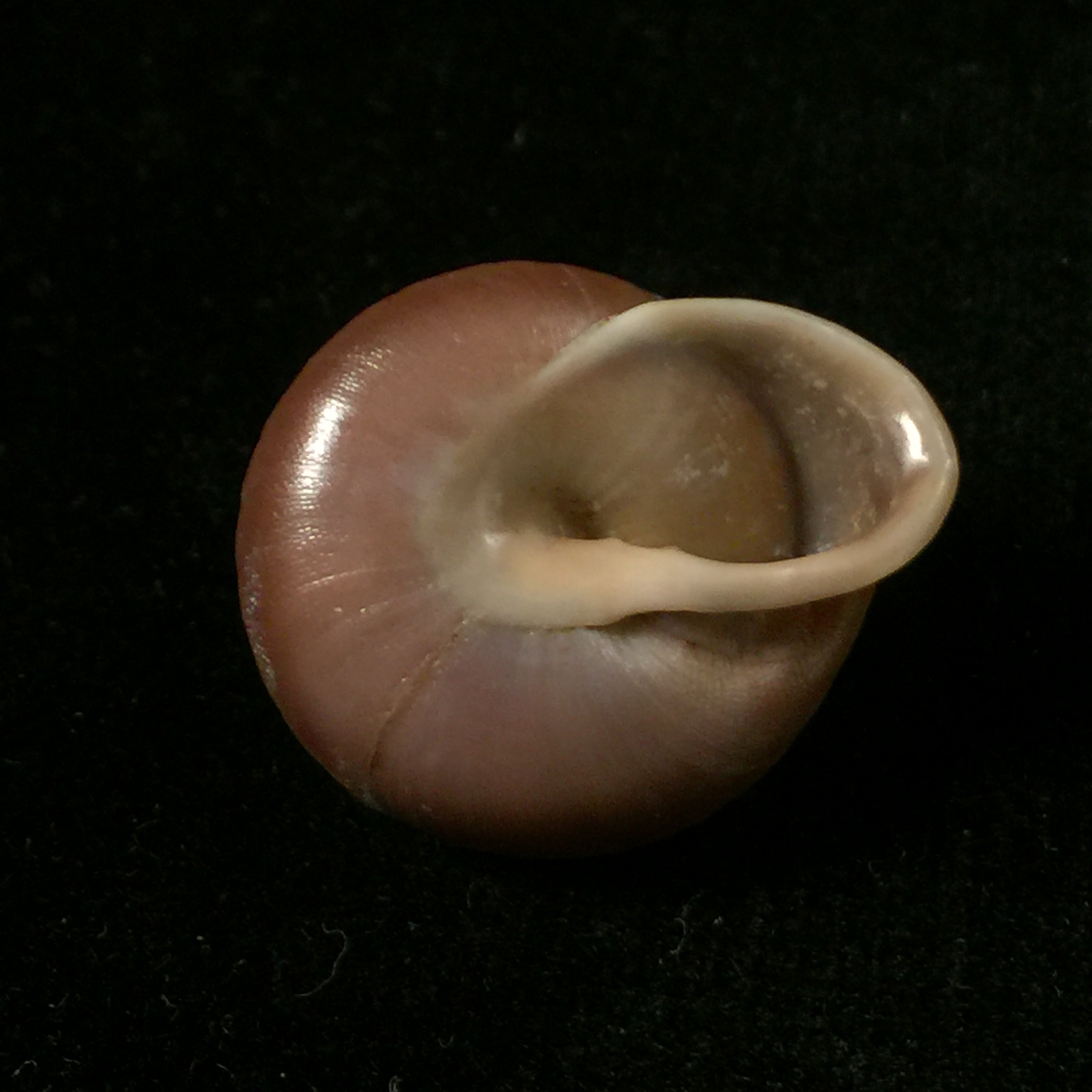 Dentellaria sloaneana (L. Pfeiffer, 1868) - 26,8mm