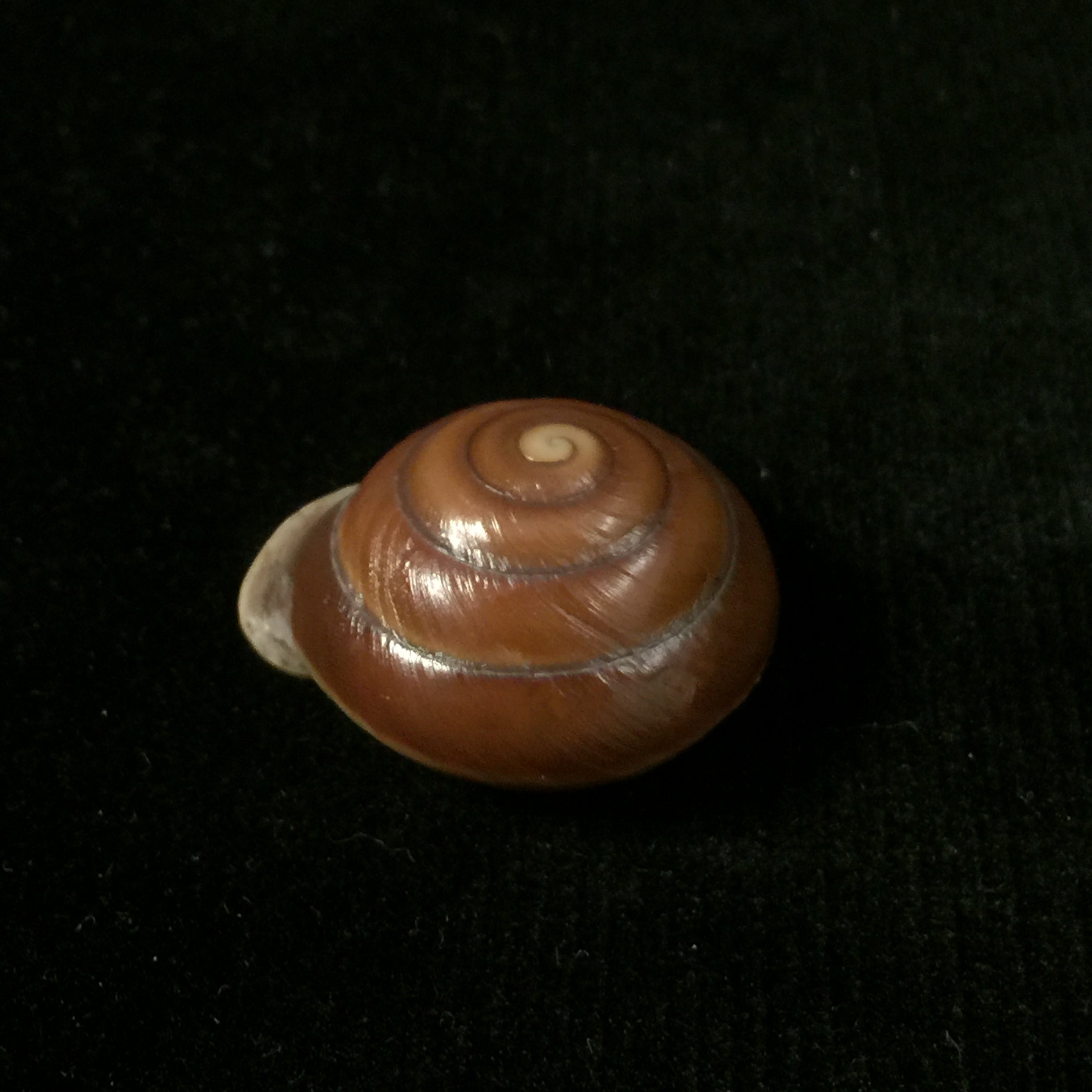 Dentellaria sloaneana (L. Pfeiffer, 1868) - 27,3毫米