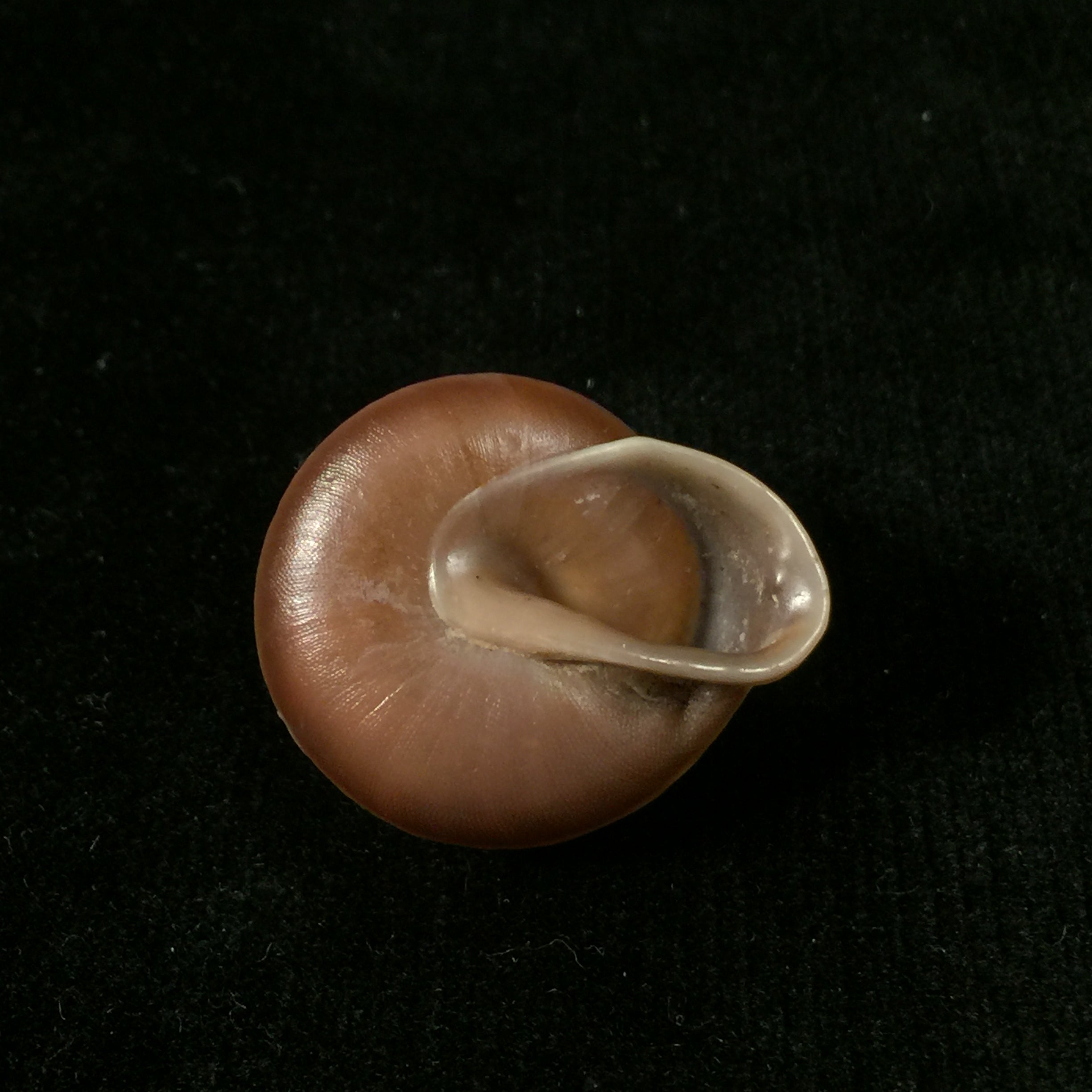 Dentellaria sloaneana (L. Pfeiffer, 1868) - 27,3毫米