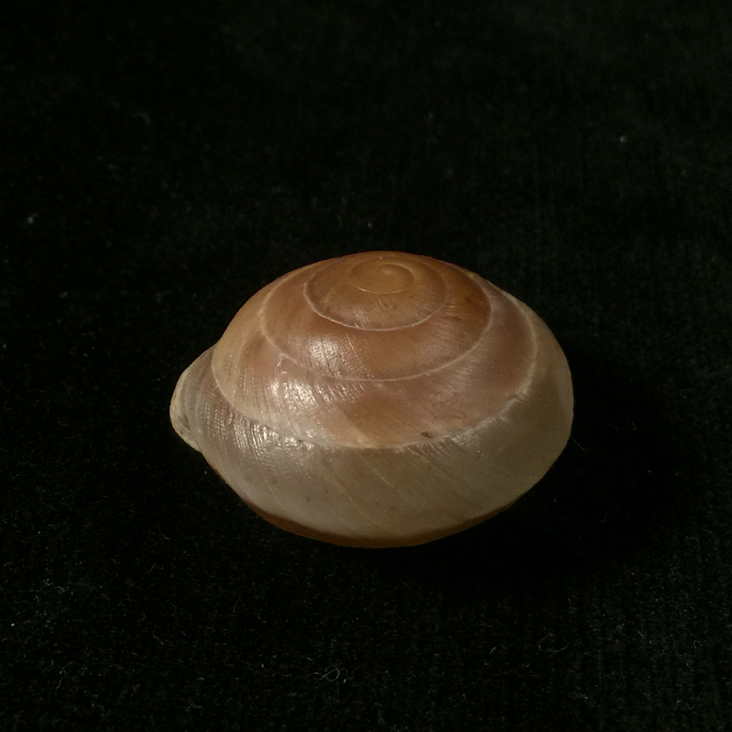 Lucerna lucerna (OF Müller, 1774) - 29,2mm