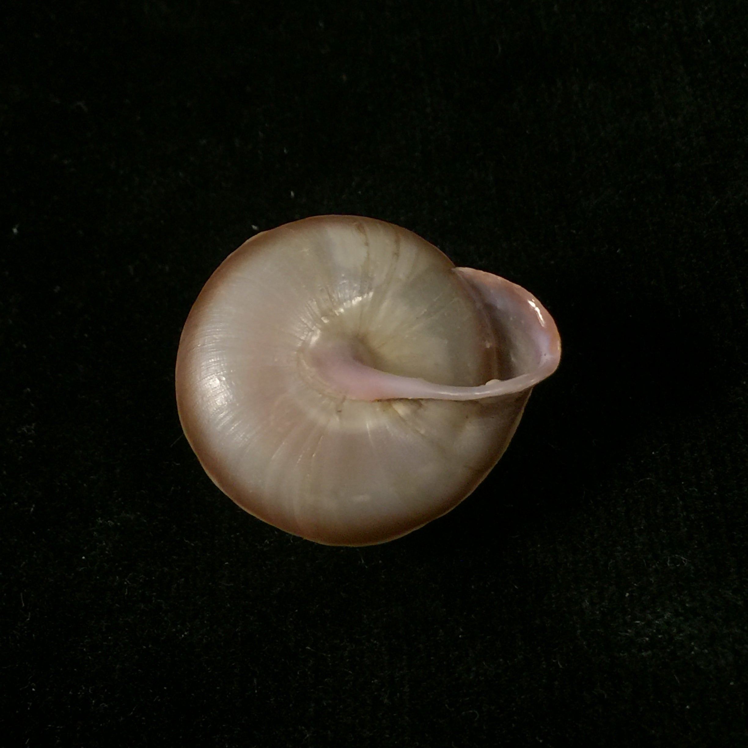 Lucerna lucerna (OF Müller, 1774) - 29,2mm