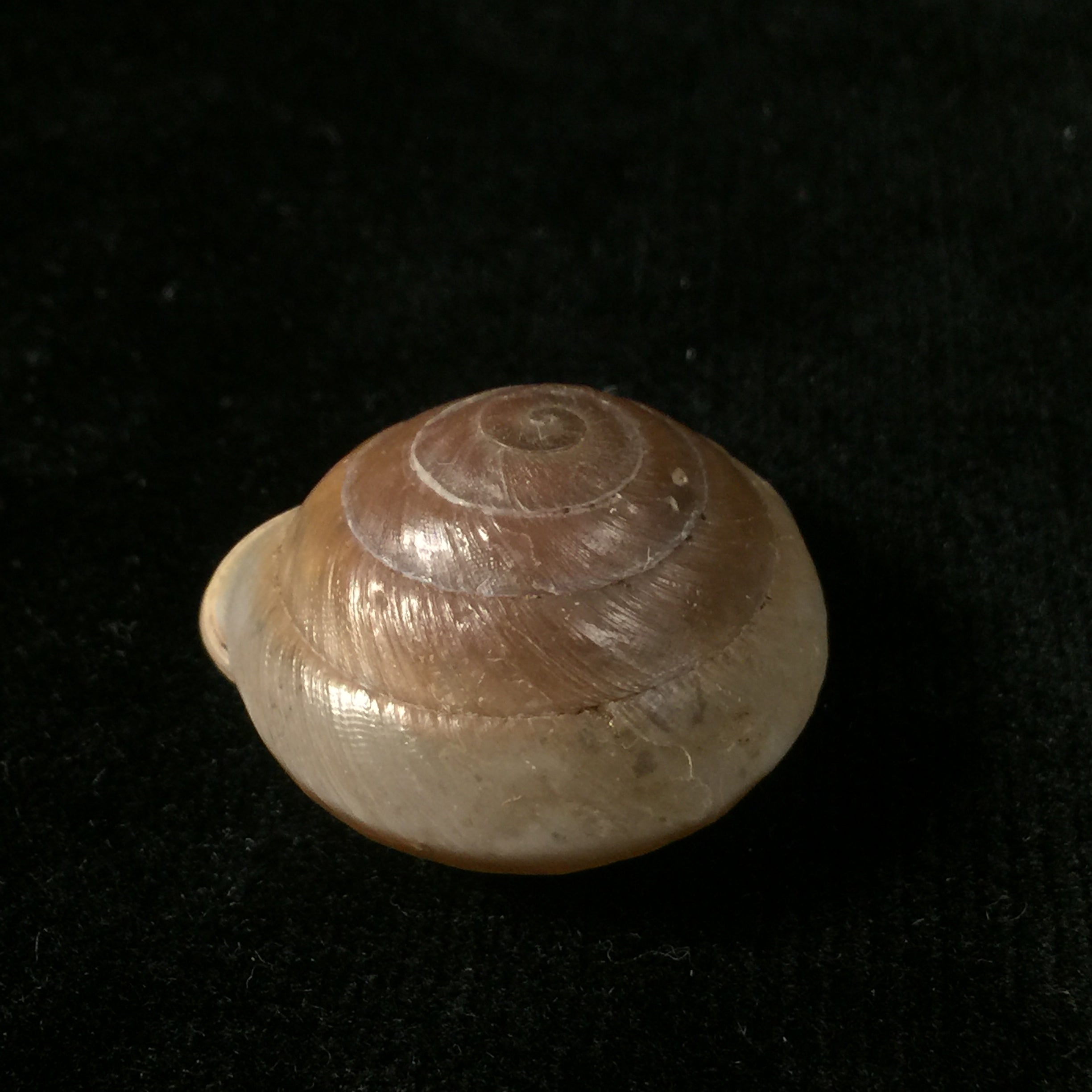 Lucerna lucerna(穆勒,1774)- 28,5毫米