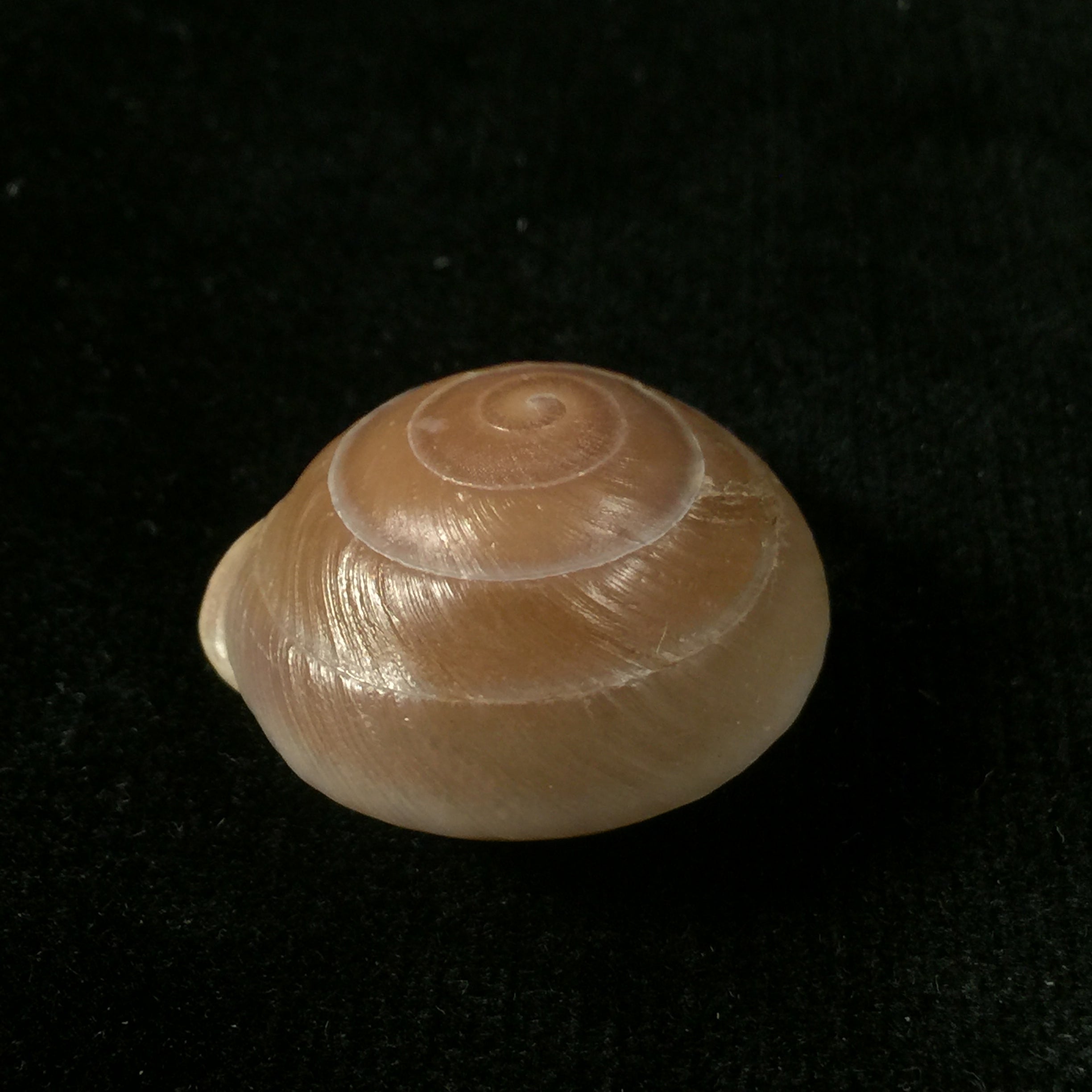 Lucerna lucerna(穆勒,1774)- 28,3毫米