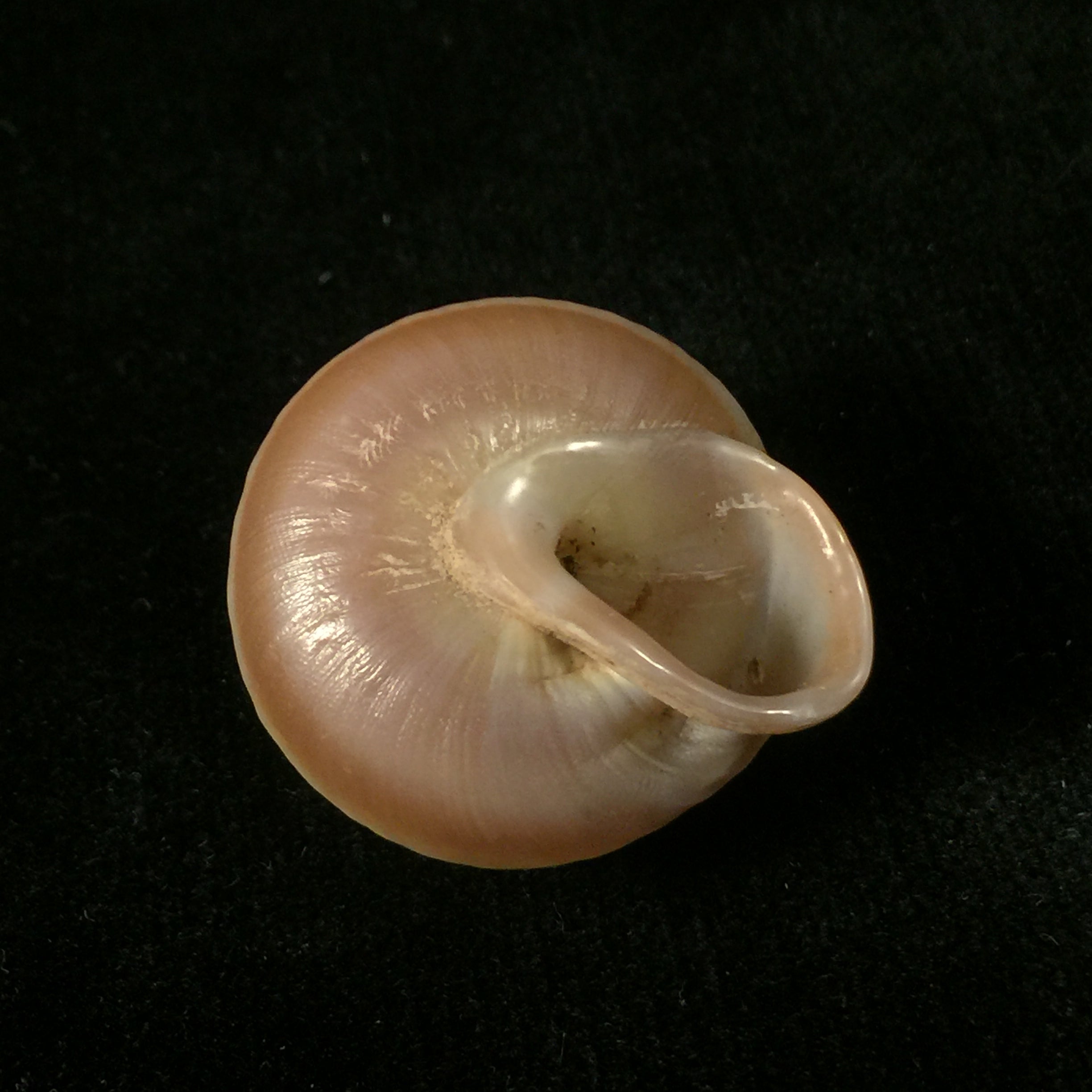 Lucerna lucerna(穆勒,1774)- 28,3毫米
