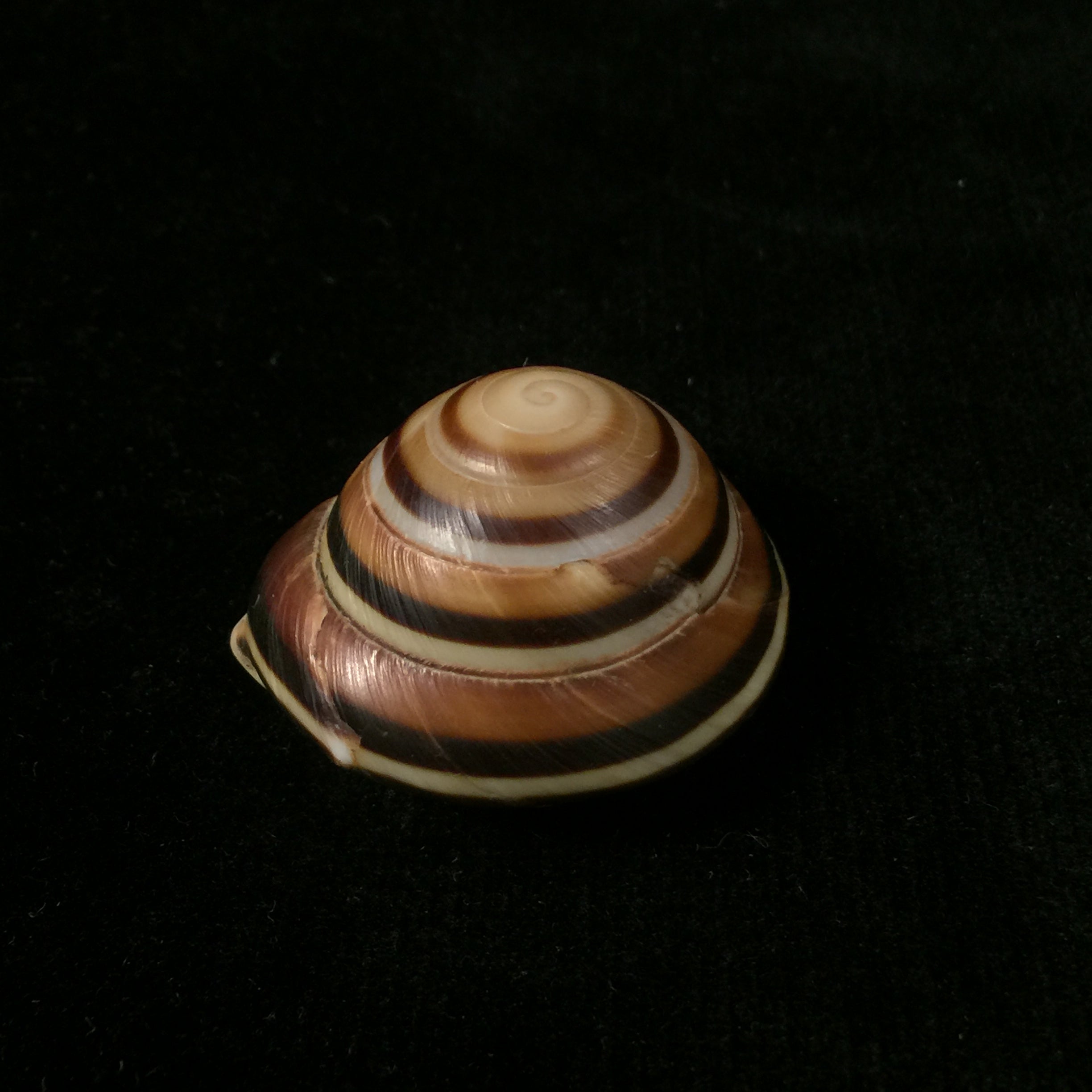 Caracolus sagemon (H. Beck, 1837) - 34,6毫米