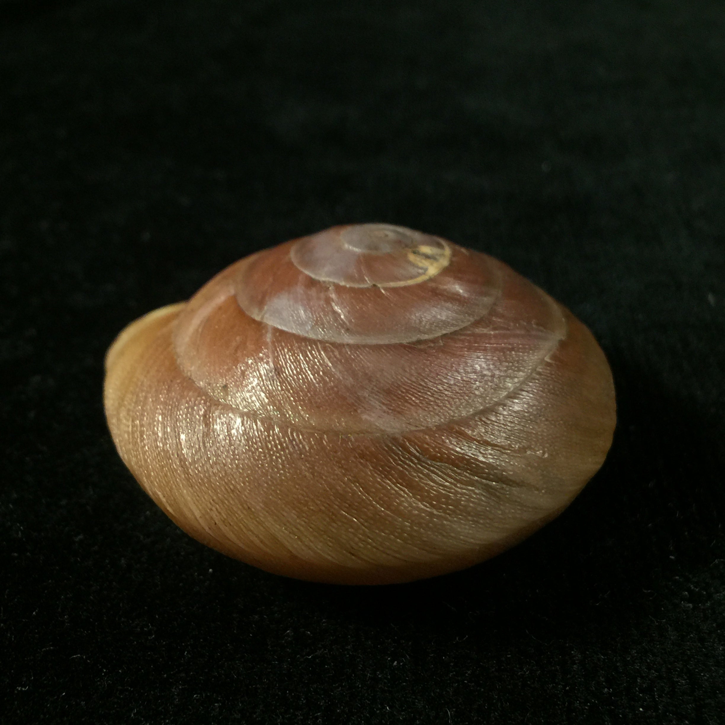Lucerna lamarckii heteroclites Lamarck, 1822 - 46,8毫米
