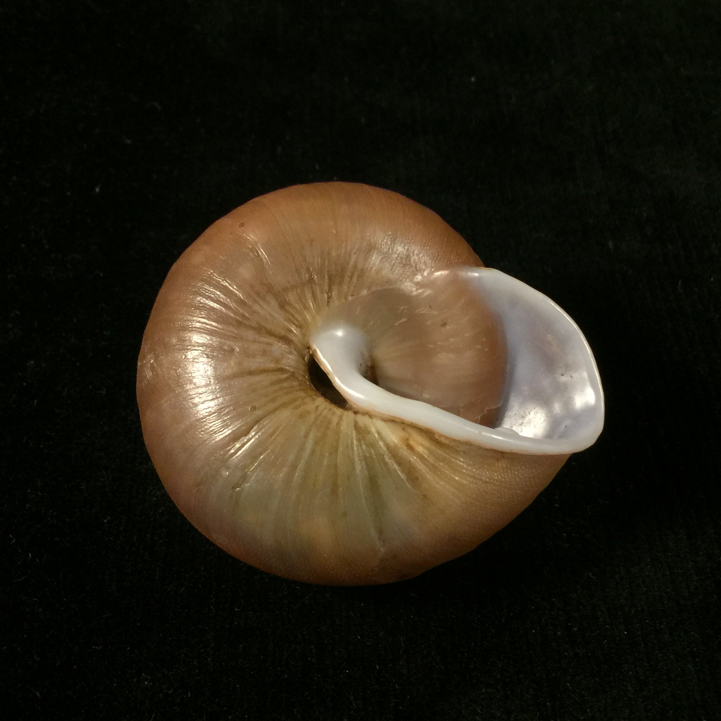 Lucerna lamarckii heteroclites Lamarck, 1822 - 46,8毫米