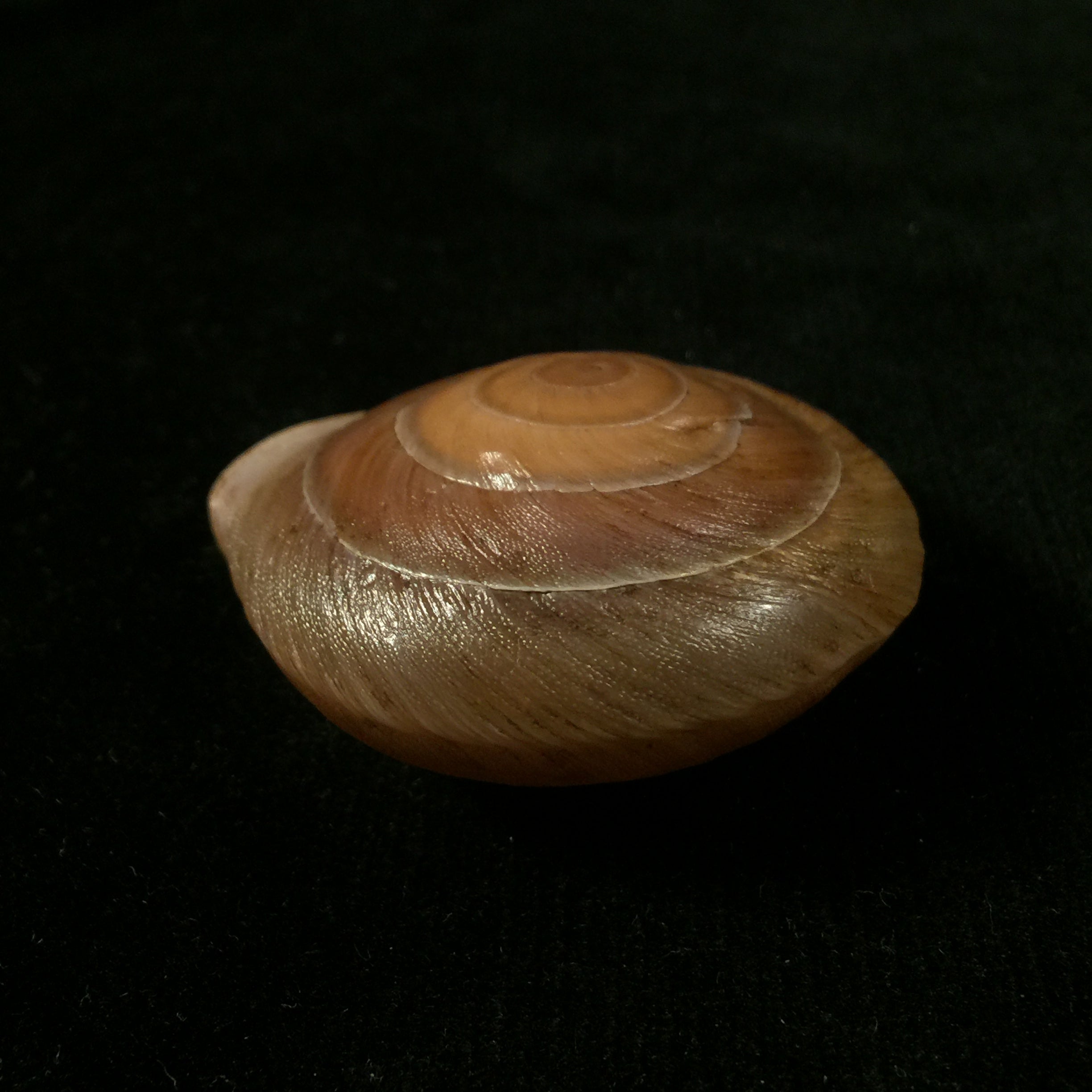 Lucerna lamarckii heteroclites Lamarck, 1822 - 46,9毫米